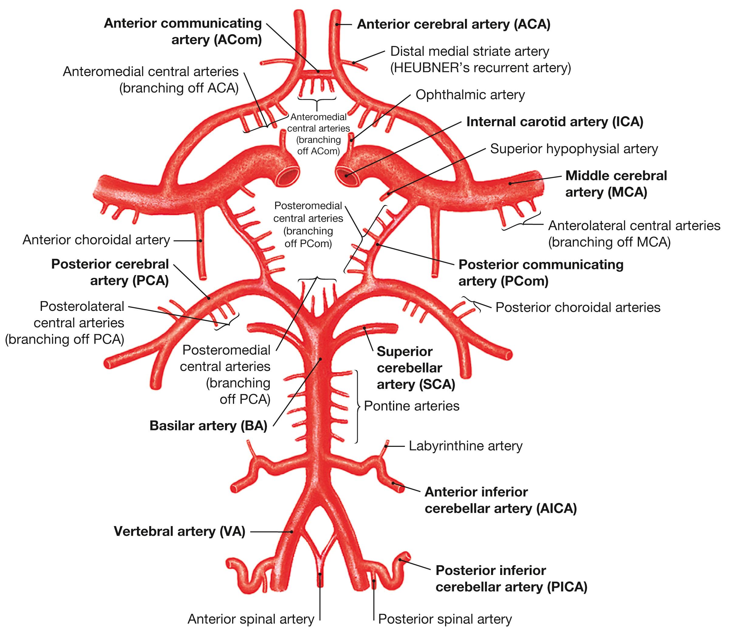 Fig. 12.17, Arterial circle of the brain (circle of WILLIS); superior view.