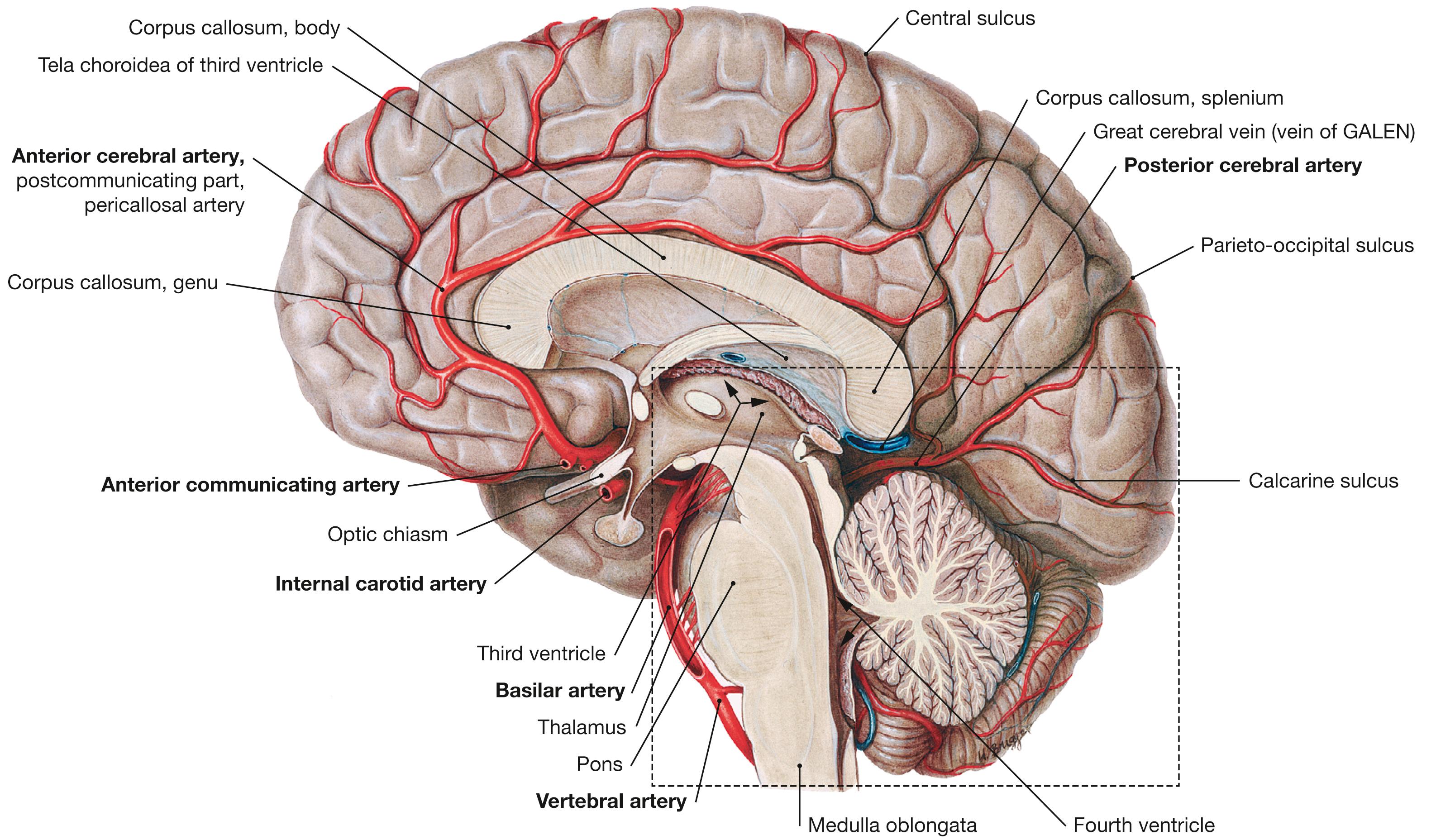 Fig. 12.18, Medial surface of the brain, diencephalon, and brainstem; median section; view from the left side.