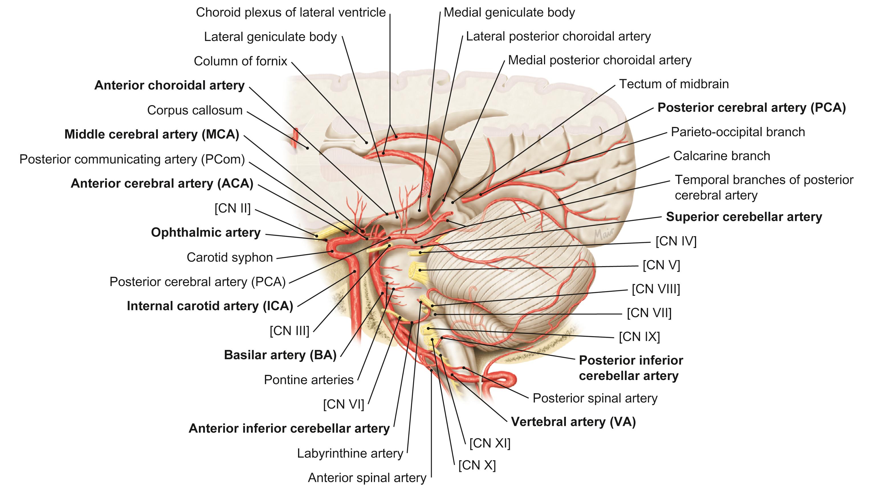 Fig. 12.19, Vertebral arteries, basilar artery, posterior cerebral arteries. Magnified from the dotted box in Fig. 12.18 .