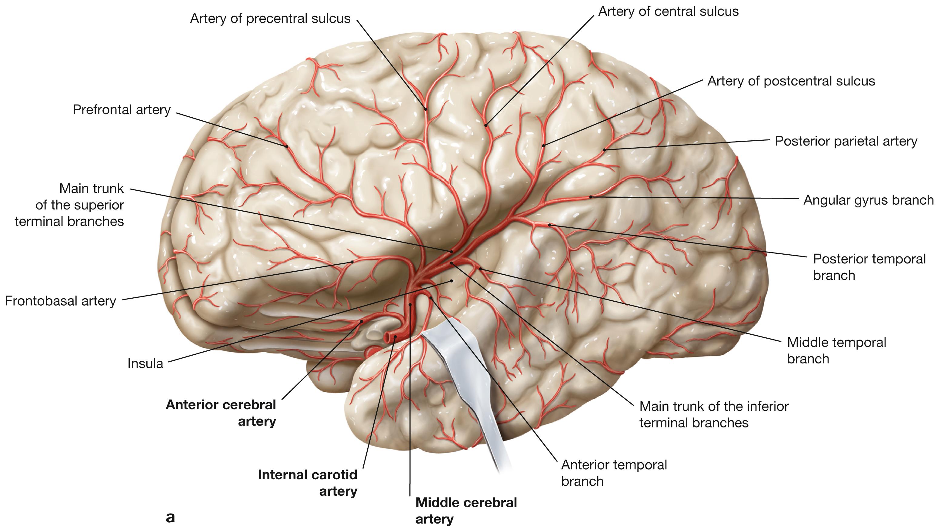 Fig. 12.20a and b, Blood supply to the brain by the middle cerebral artery (MCA); lateral view (a) , frontal view (b) .