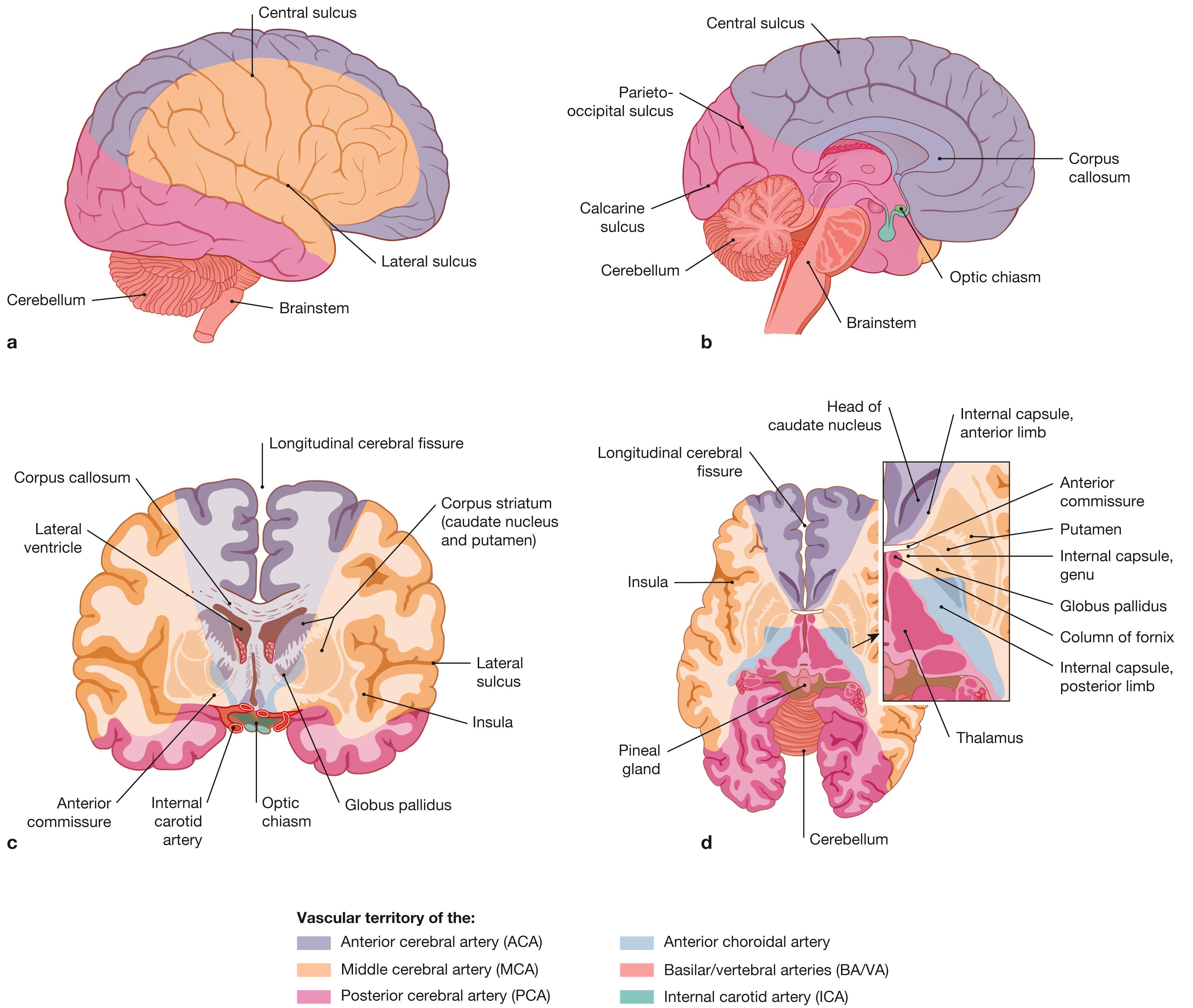 Fig. 12.21a to d, Arterial blood supply to the brain; lateral view (a) , medial view (b) , frontal (c) and horizontal (d) sections.