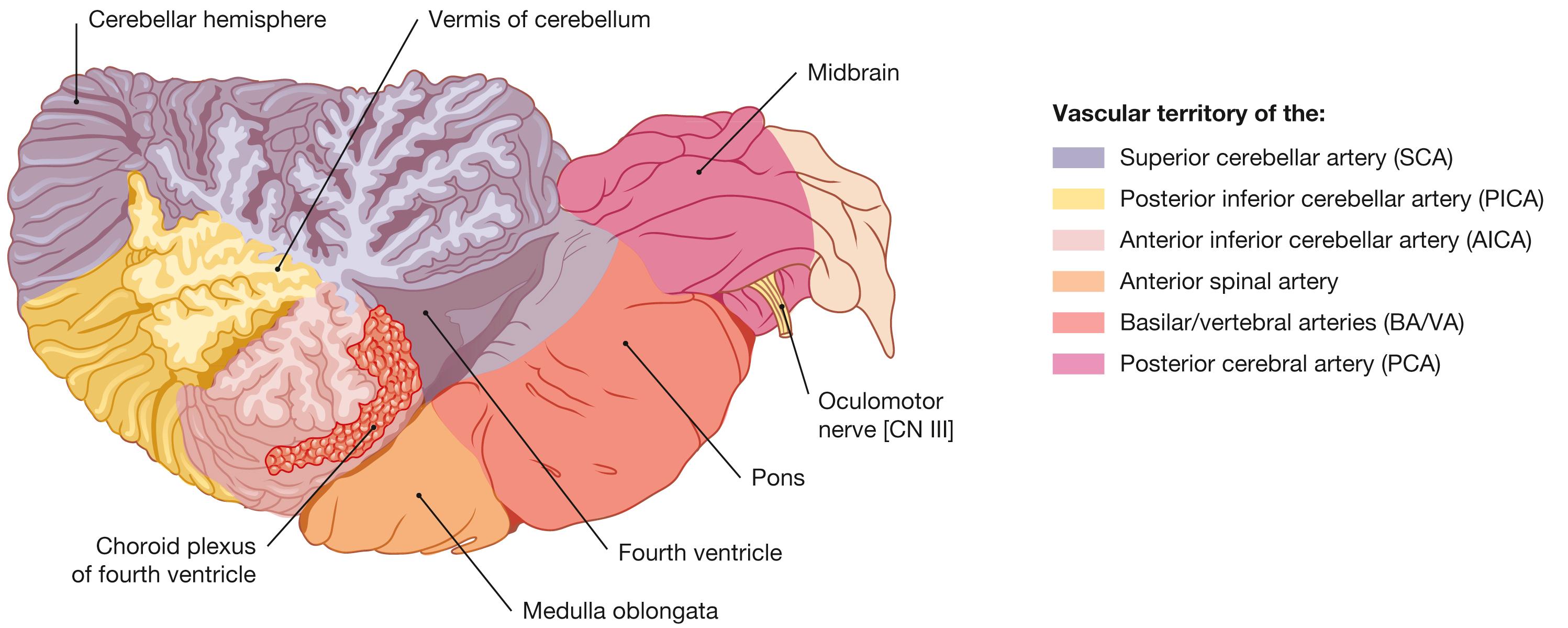 Fig. 12.22, Arterial blood supply to the cerebellum and brainstem; sagittal view.