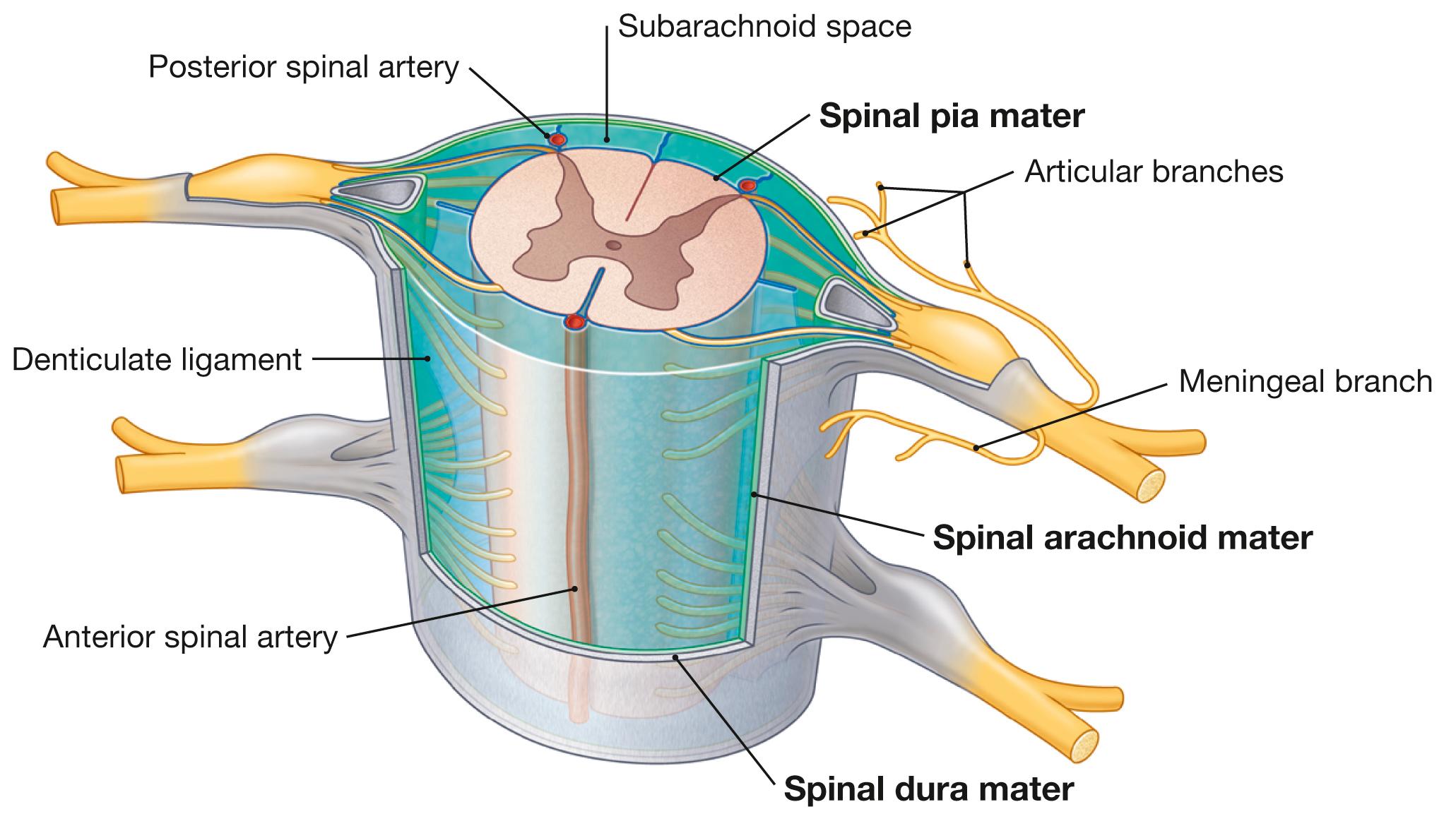 Fig. 12.23, Meninges of the spinal cord; oblique ventral view.