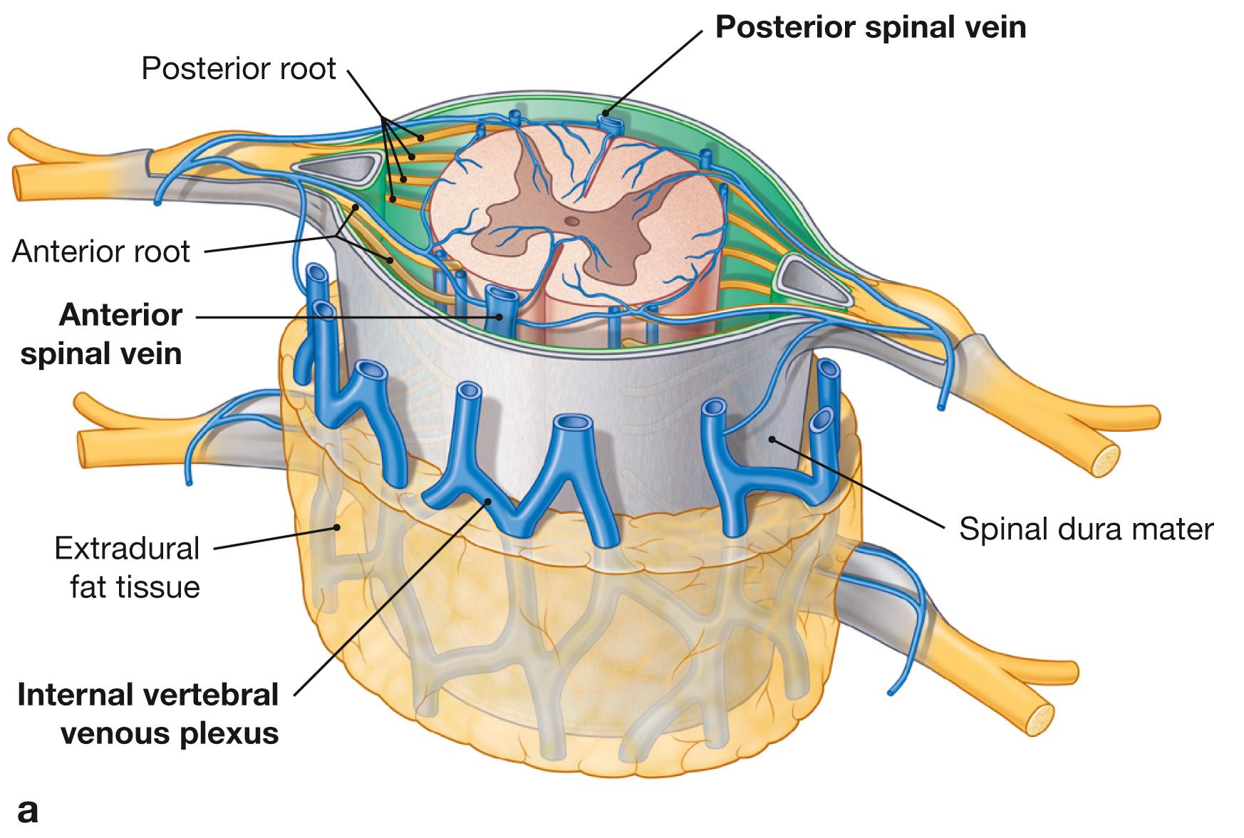 Fig. 12.24a and b, Veins of the vertebral canal; oblique ventral view (a) ; schematic cross-section of a spinal cord segment (b) .