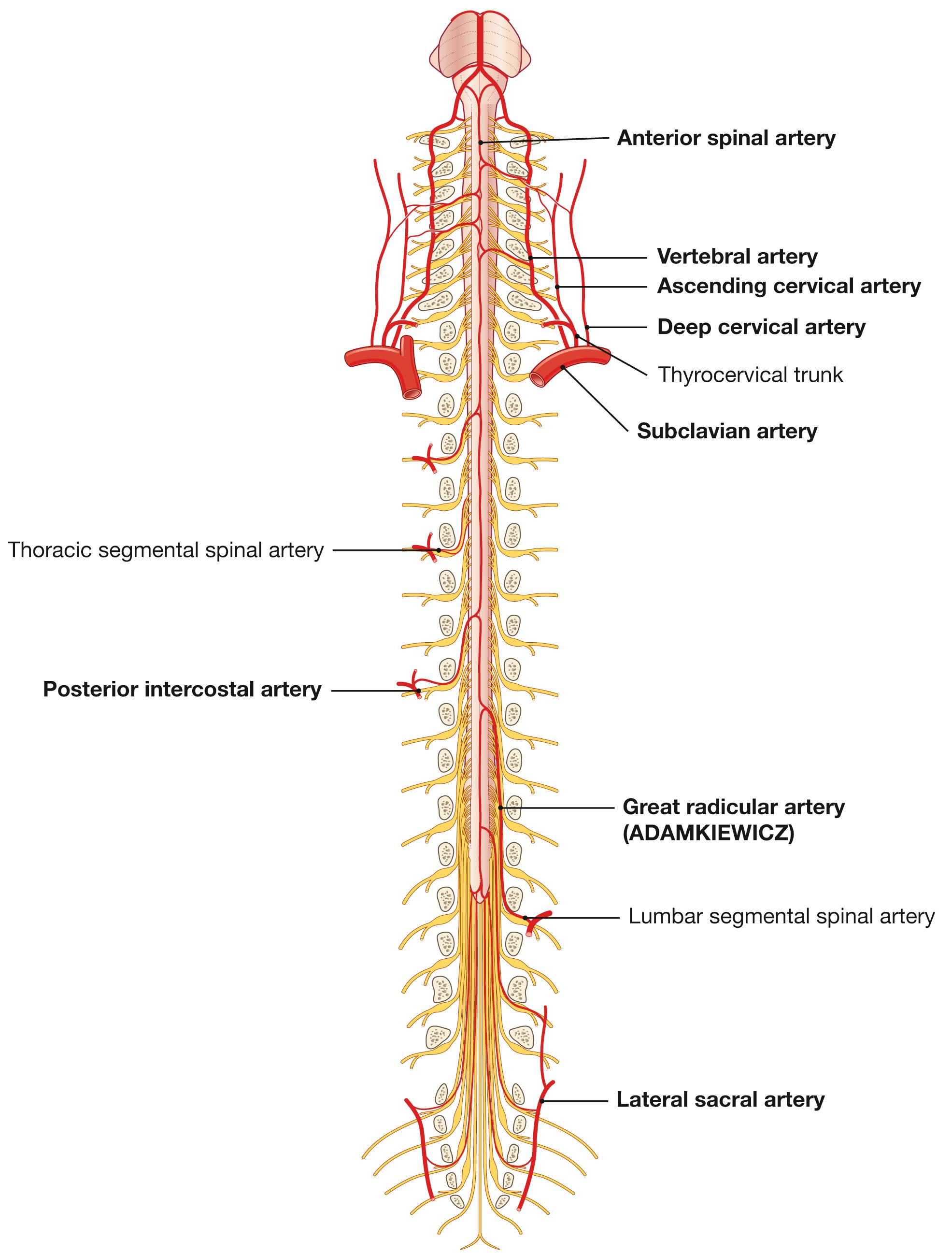Fig. 12.25, Arteries of the spinal cord; anterior view; not all segmental spinal arteries are shown.