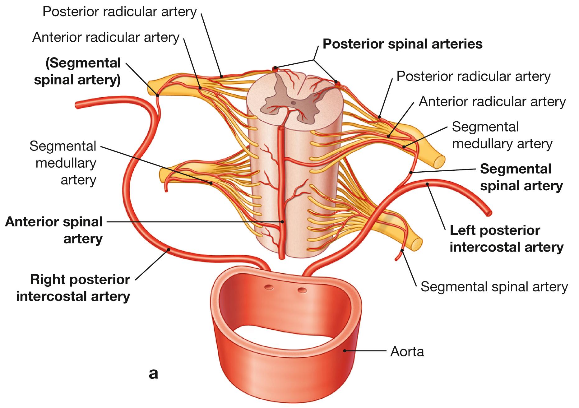 Fig. 12.26a and b, Segmental arterial supply of the spinal cord.