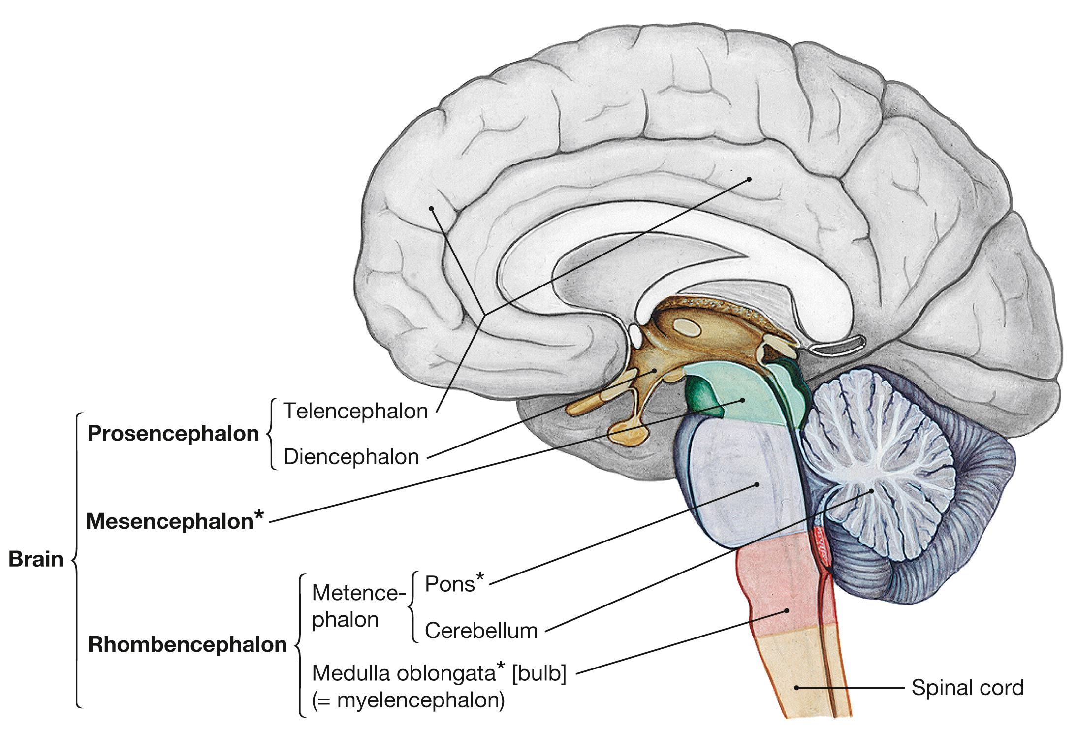 Fig. 12.2, Basic structure of the human CNS. The different sections of the brainstem ( * ) and the spinal cord are highlighted in color.