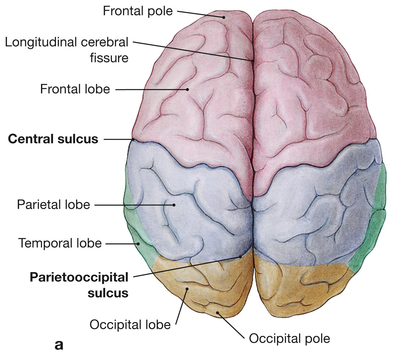 Fig. 12.3a to d, Major parts of the human cerebrum. Cerebral lobes are colored and their topographical relationship to other cerebral structures is shown; superior view (a), inferior view (b), view at the lateral surface of the left hemisphere (c), midsagittal view at the inner aspect of the right hemisphere (d).