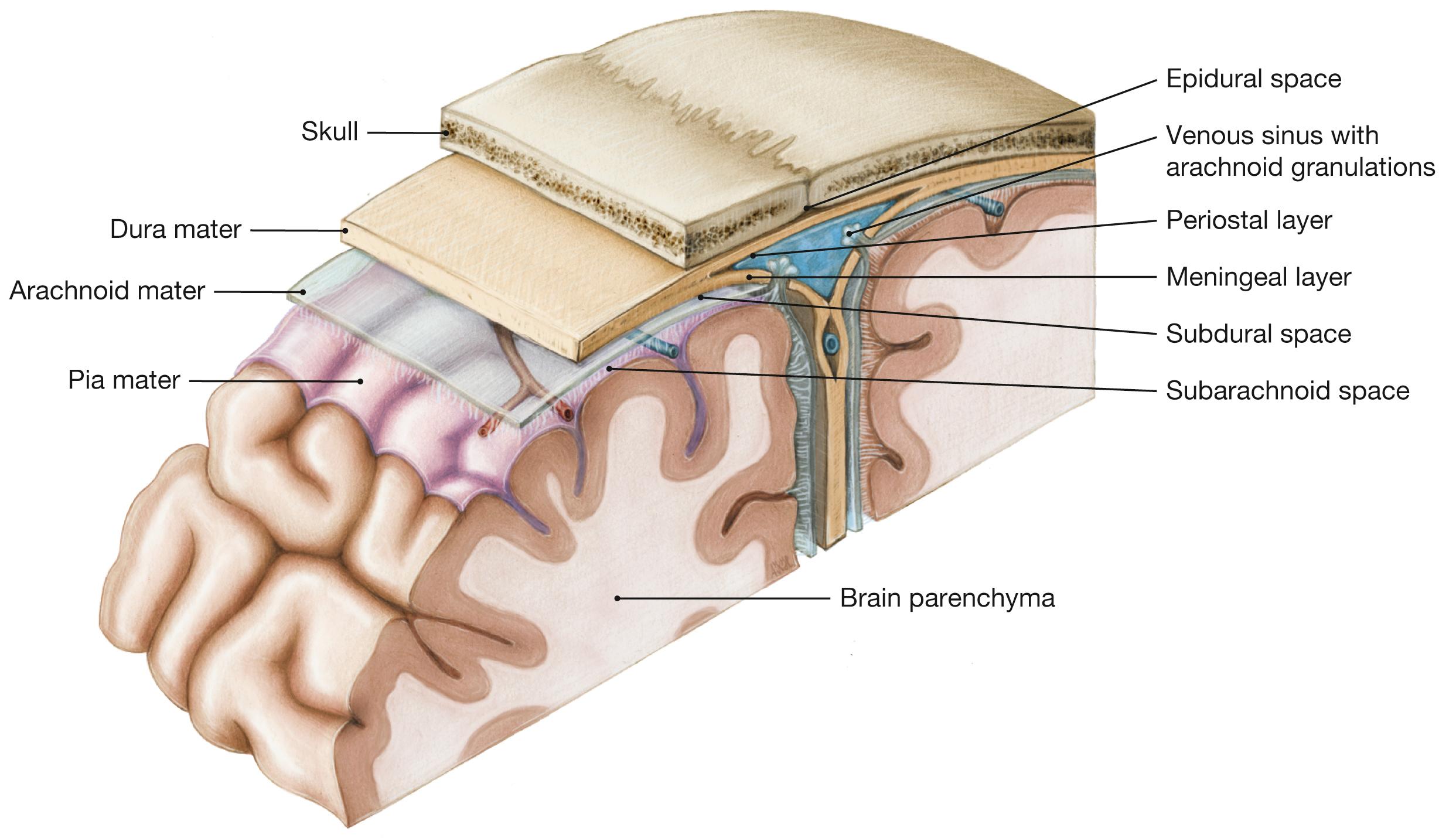 Fig. 12.4, Meninges of the brain; superior oblique view.