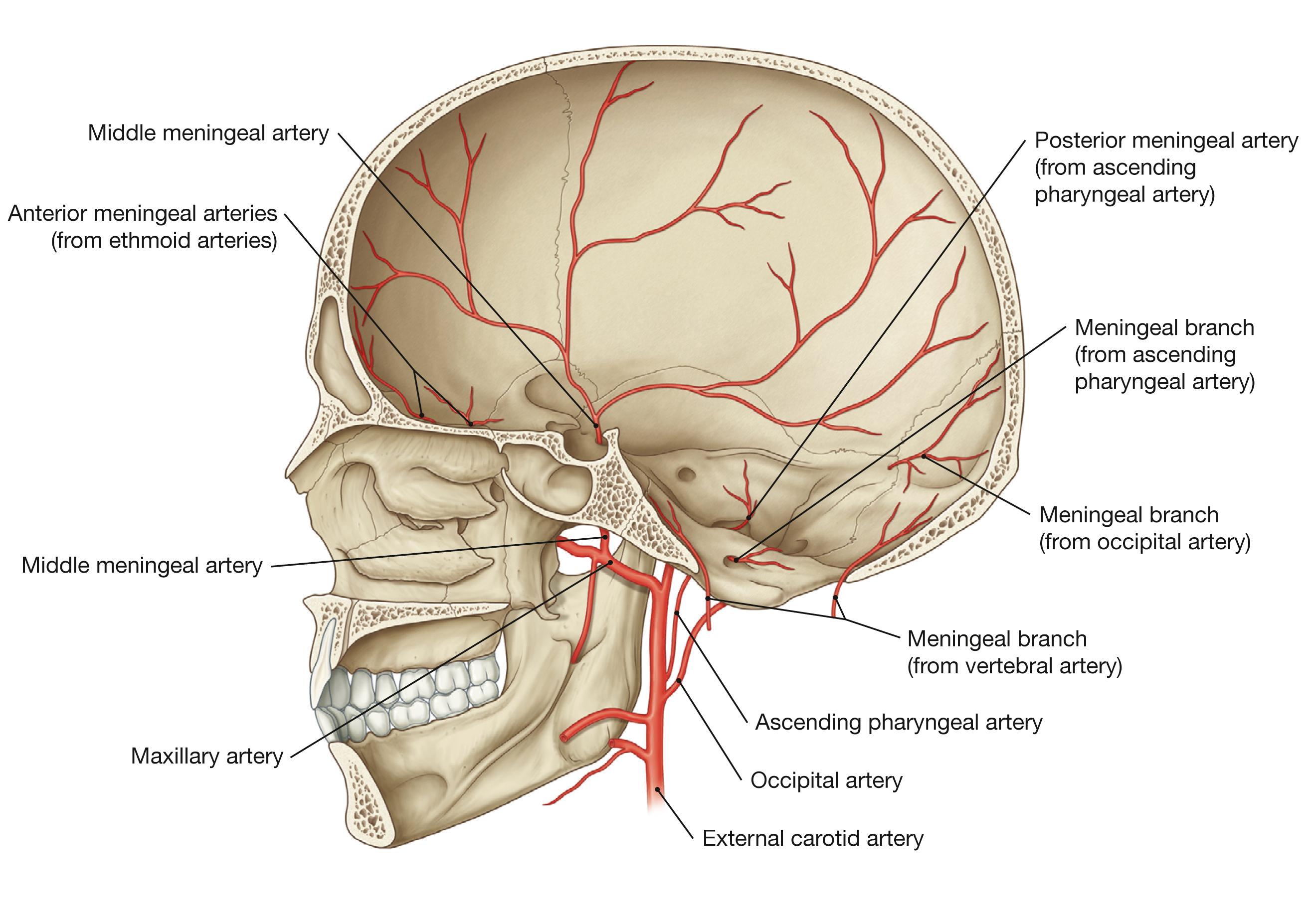 Fig. 12.5, Meningeal arteries; median view.