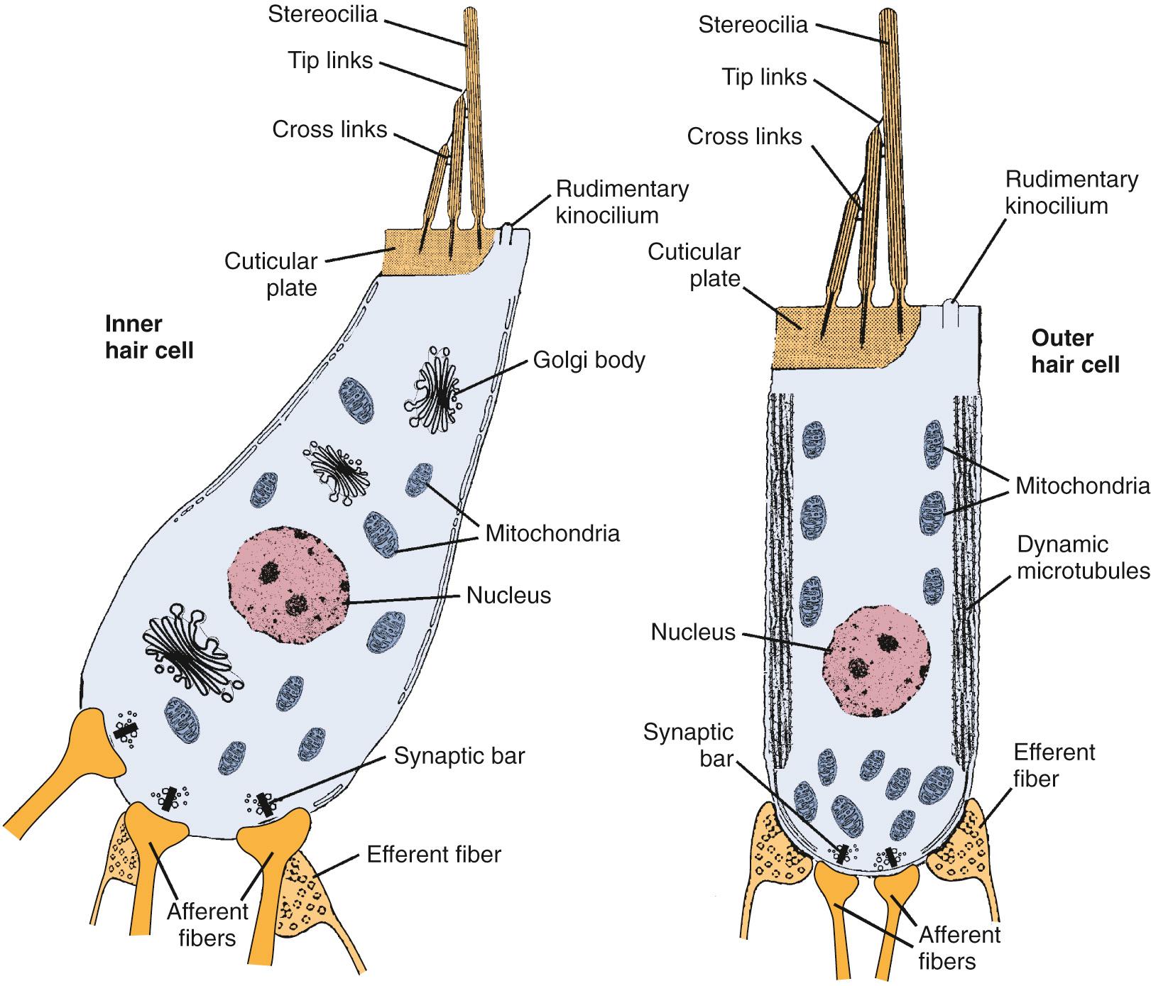 Fig. 127.3, Schematic depictions of inner (left) and outer (right) hair cells. Inner hair cells are flask shaped, receive extensive afferent innervation, and receive indirect efferent innervation. Outer hair cells are cylindrical and receive direct afferent and efferent innervation.