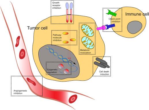 Figure 3.1, Targets within the cancer cell and the tumor microenvironment for molecularly targeted therapy.