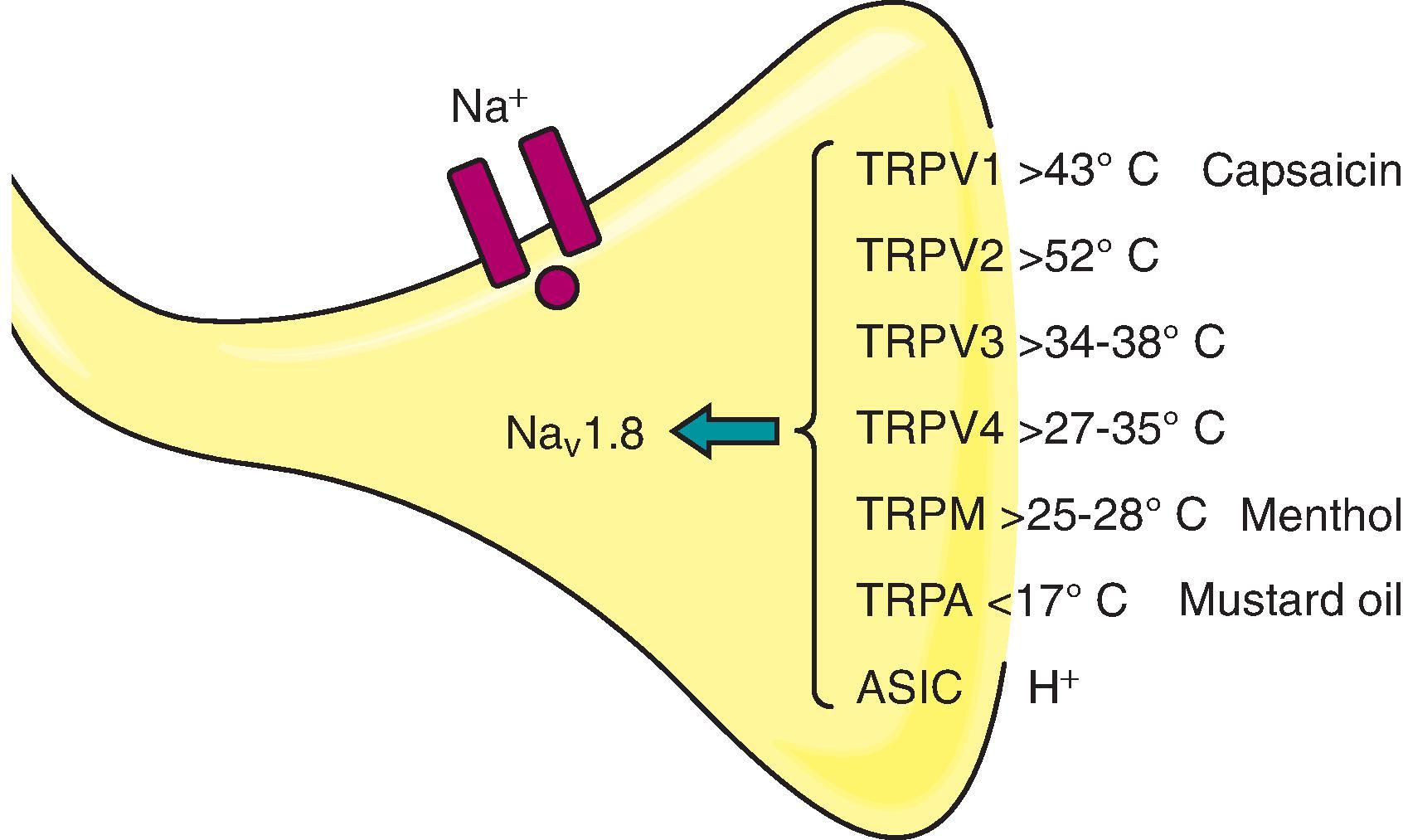 Figure 9.1, Transducer channels on a small afferent terminal. Optimal stimulus intensities for activating channels and various chemicals that also activate these channels are indicated. Different terminals express different combinations of channels, which would define the response properties of that afferent. Channel activation leads to the activation of voltage-sensitive sodium (Na v ) channels. The Na v 1.8 subtype of channels is frequently present only in unmyelinated axons (C-fibers). ASIC , Acid-sensing ion channel; TRP , transient receptor potential.