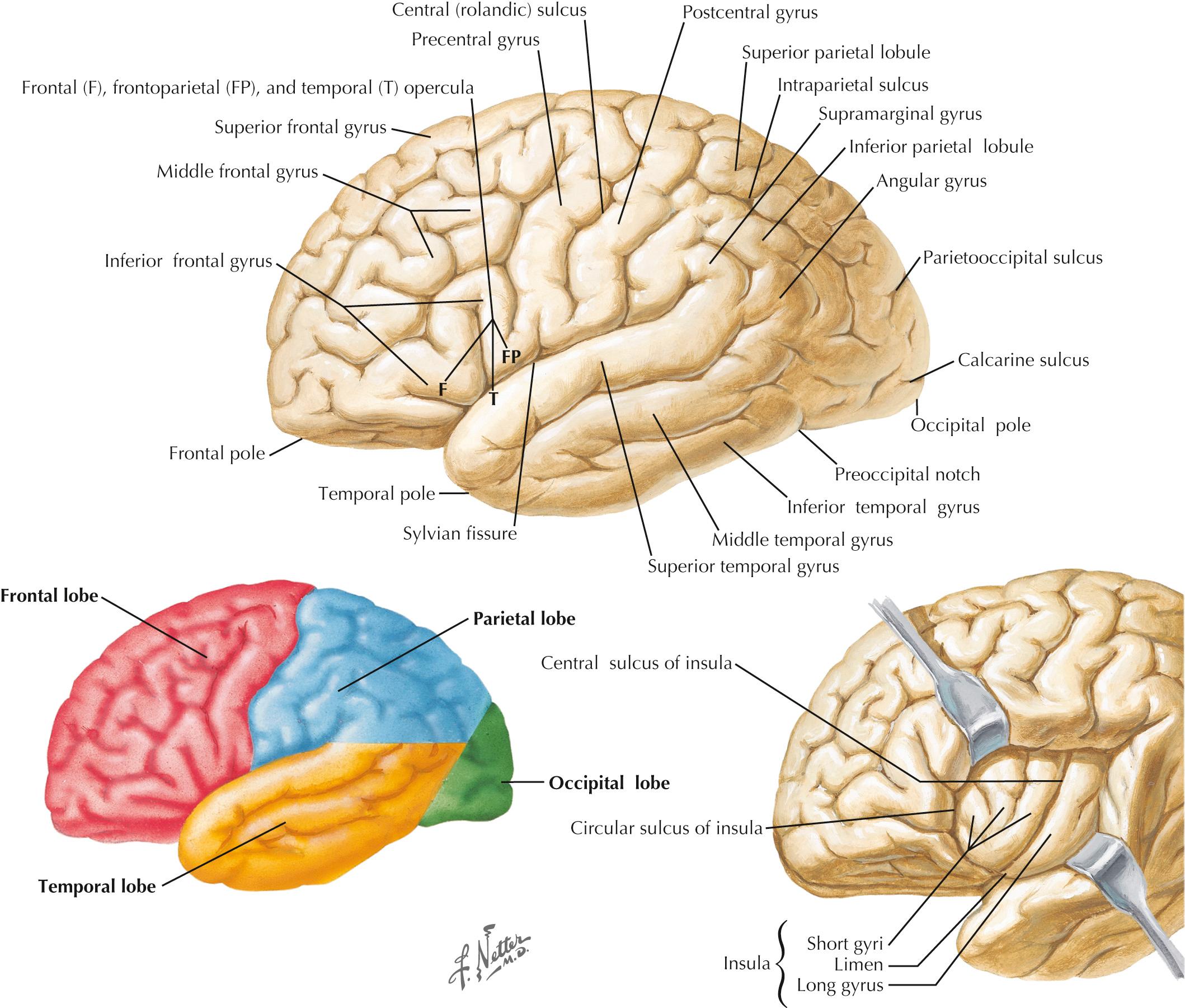 Fig. 25.1, Cerebral Cortex (Superior Lateral Surface).