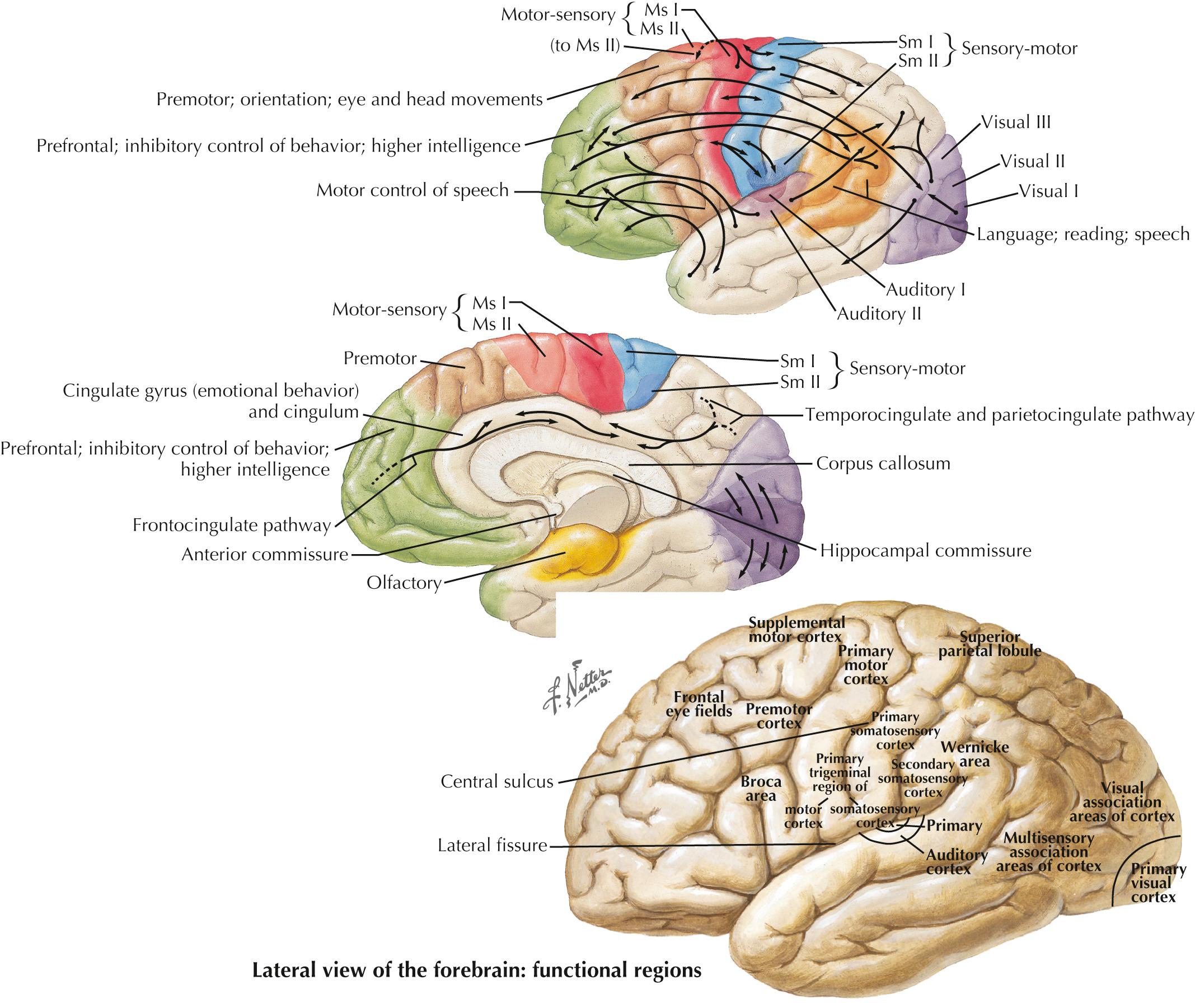 Fig. 25.2, Cerebral Cortex: Localization of Function and Association Pathways.