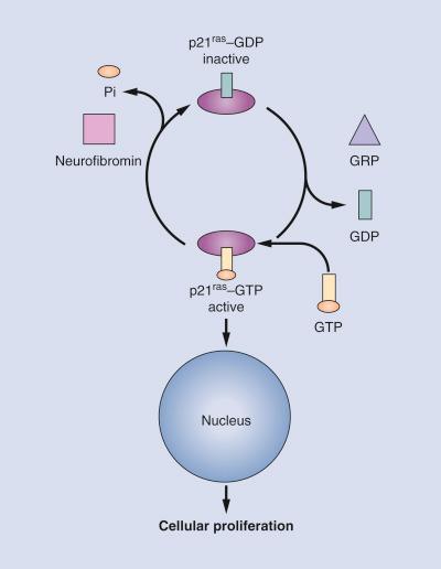 FIGURE 40-1, Neurofibromin is involved in inactivating the p21ras/GTP complex.