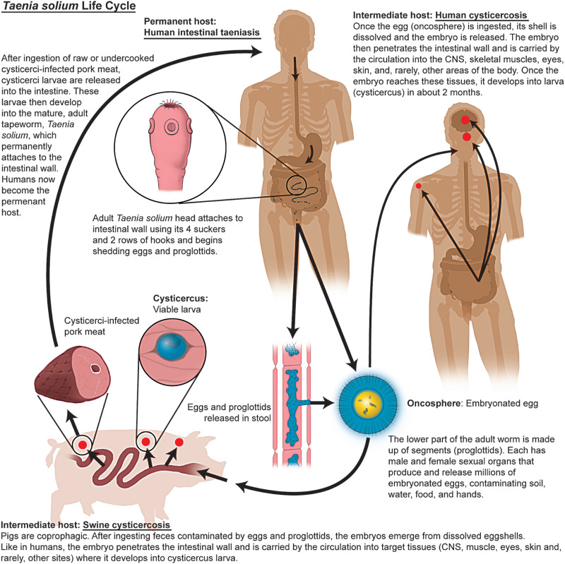 Figure 9.1, The life cycle of the Taenia solium parasite. CNS , Central nervous system.