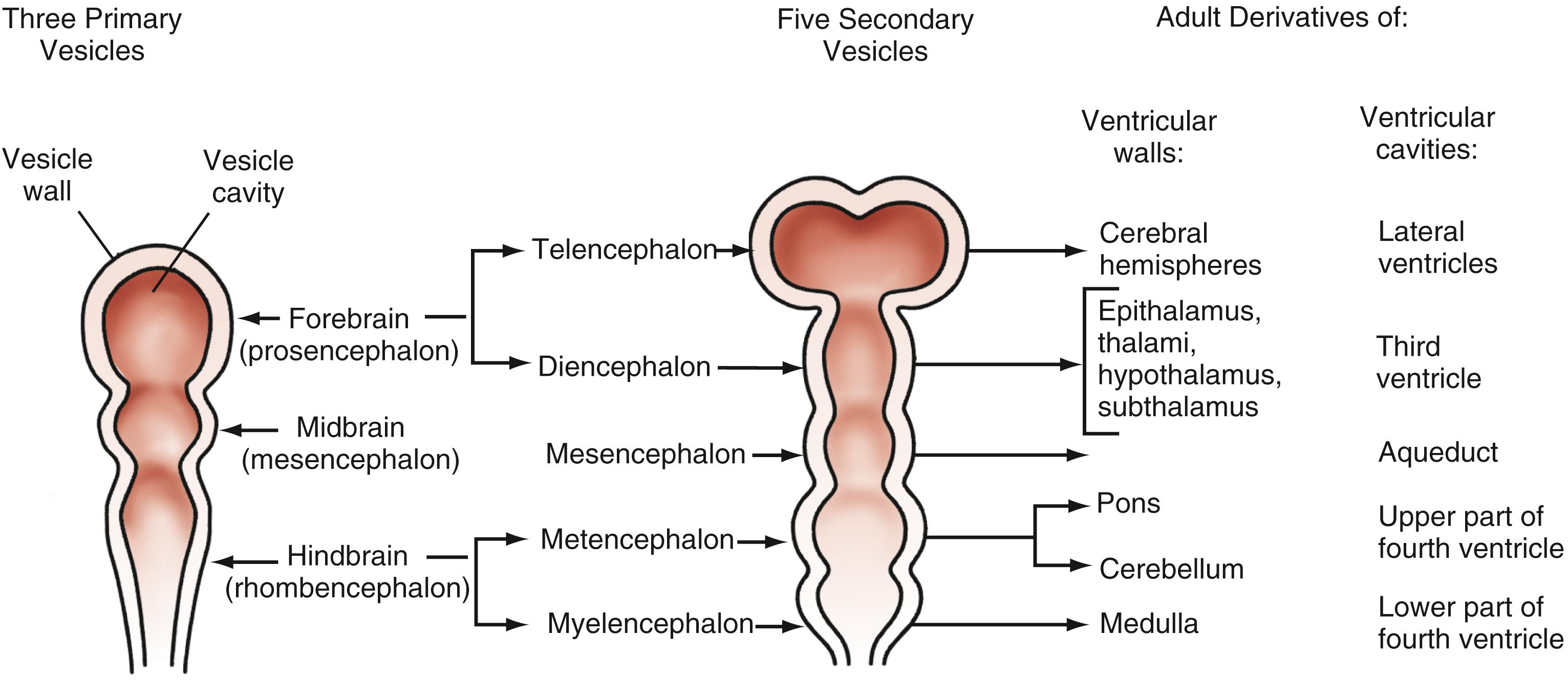 Figure 63.1, Embryonic vesicles and their adult derivatives are shown schematically in the progression from three primary vesicles (i.e., neuromeres) during the fourth week of gestation (just after neural tube formation) to five secondary vesicles in the fifth week.