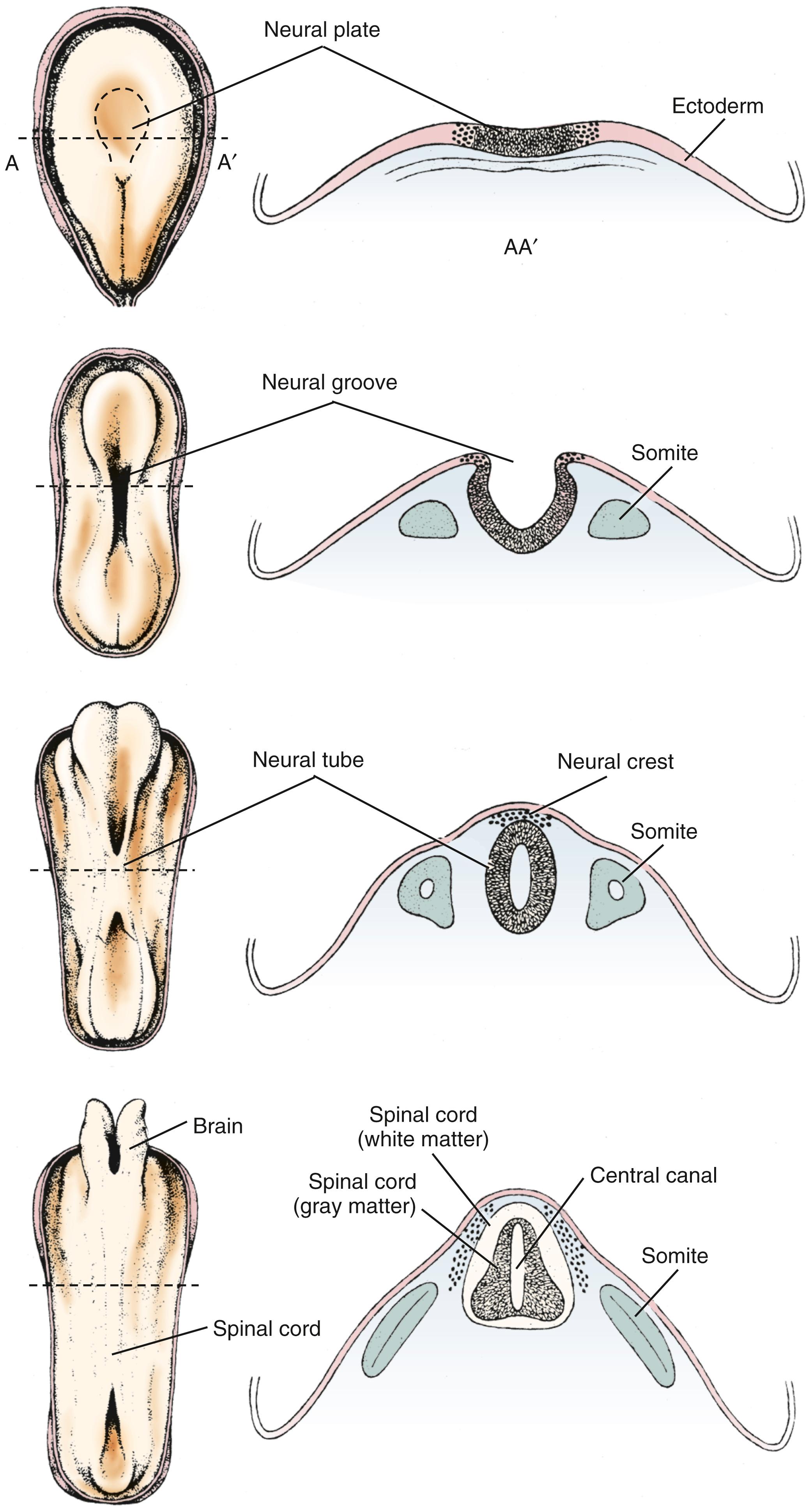 Figure 63.2, Primary neurulation.