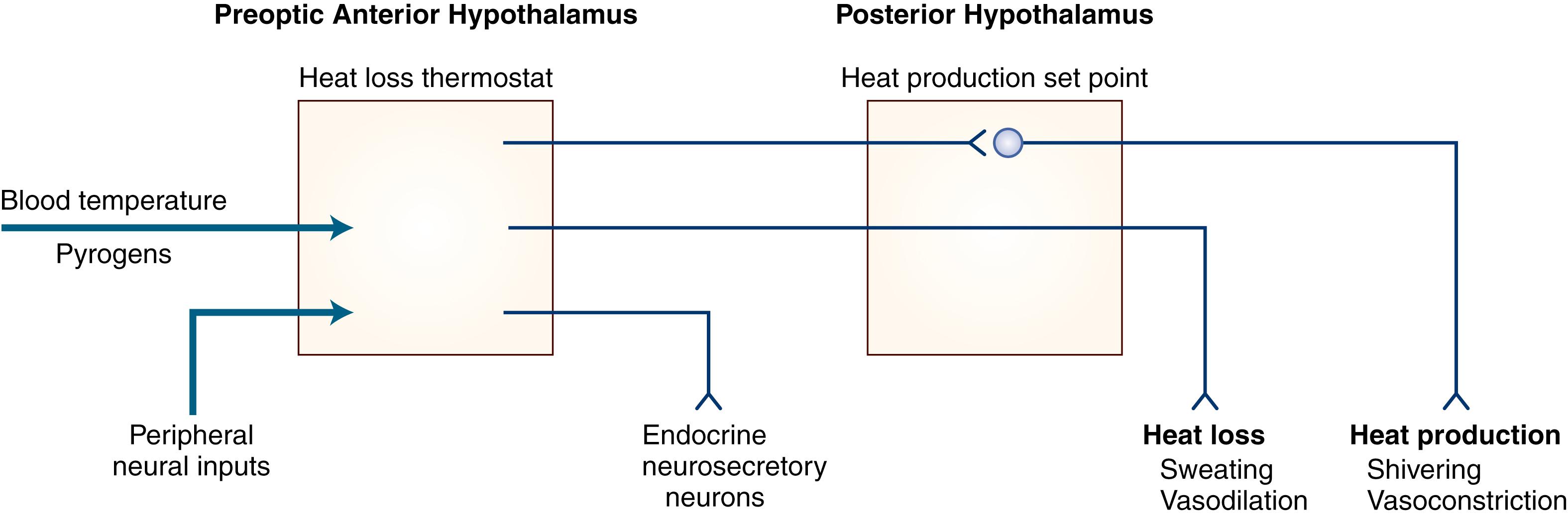 Fig. 50.1, Schematic Representation of Hypothalamic Temperature Regulation Mechanisms.