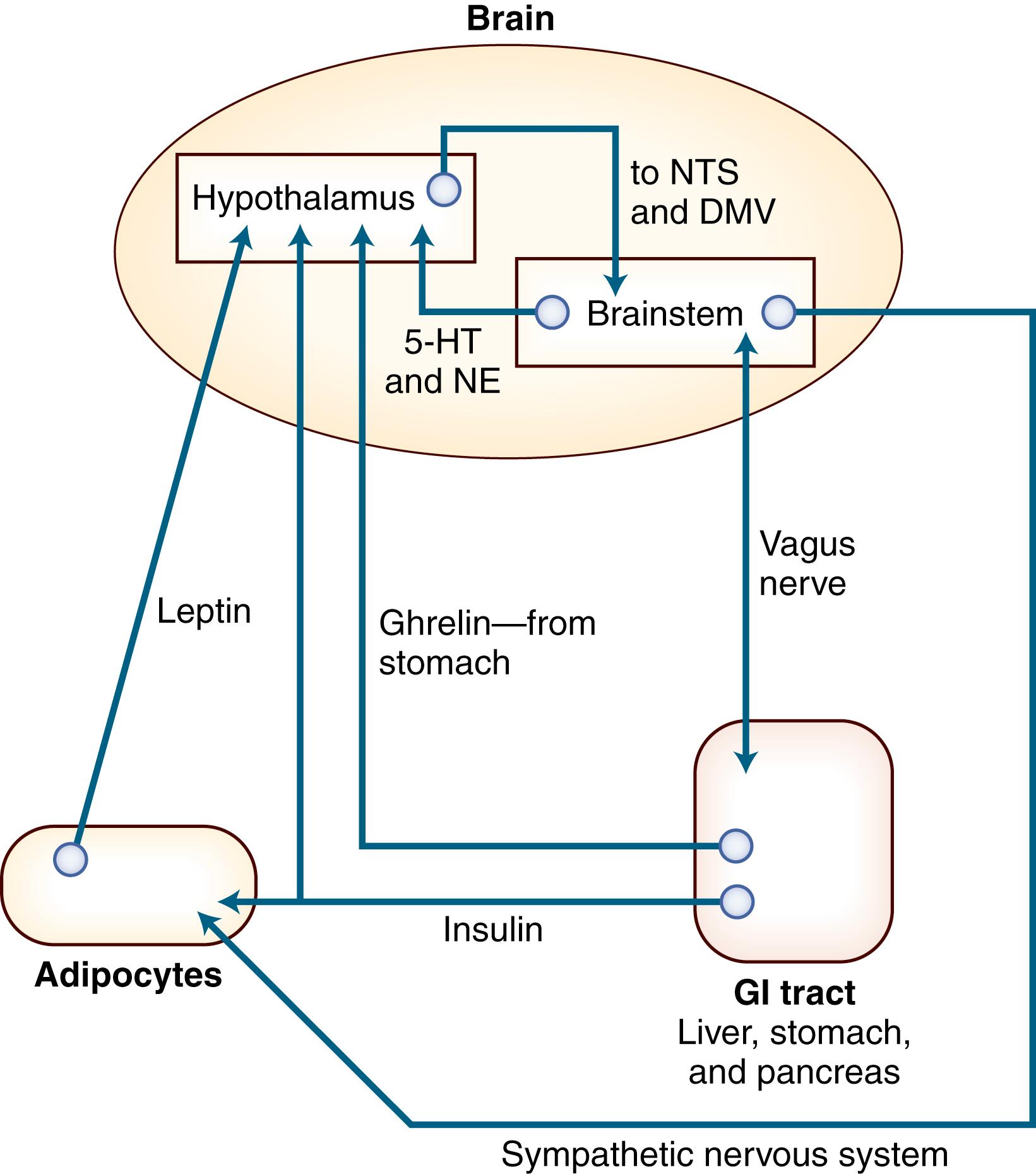 Fig. 50.2, Sympathetic Nervous System.