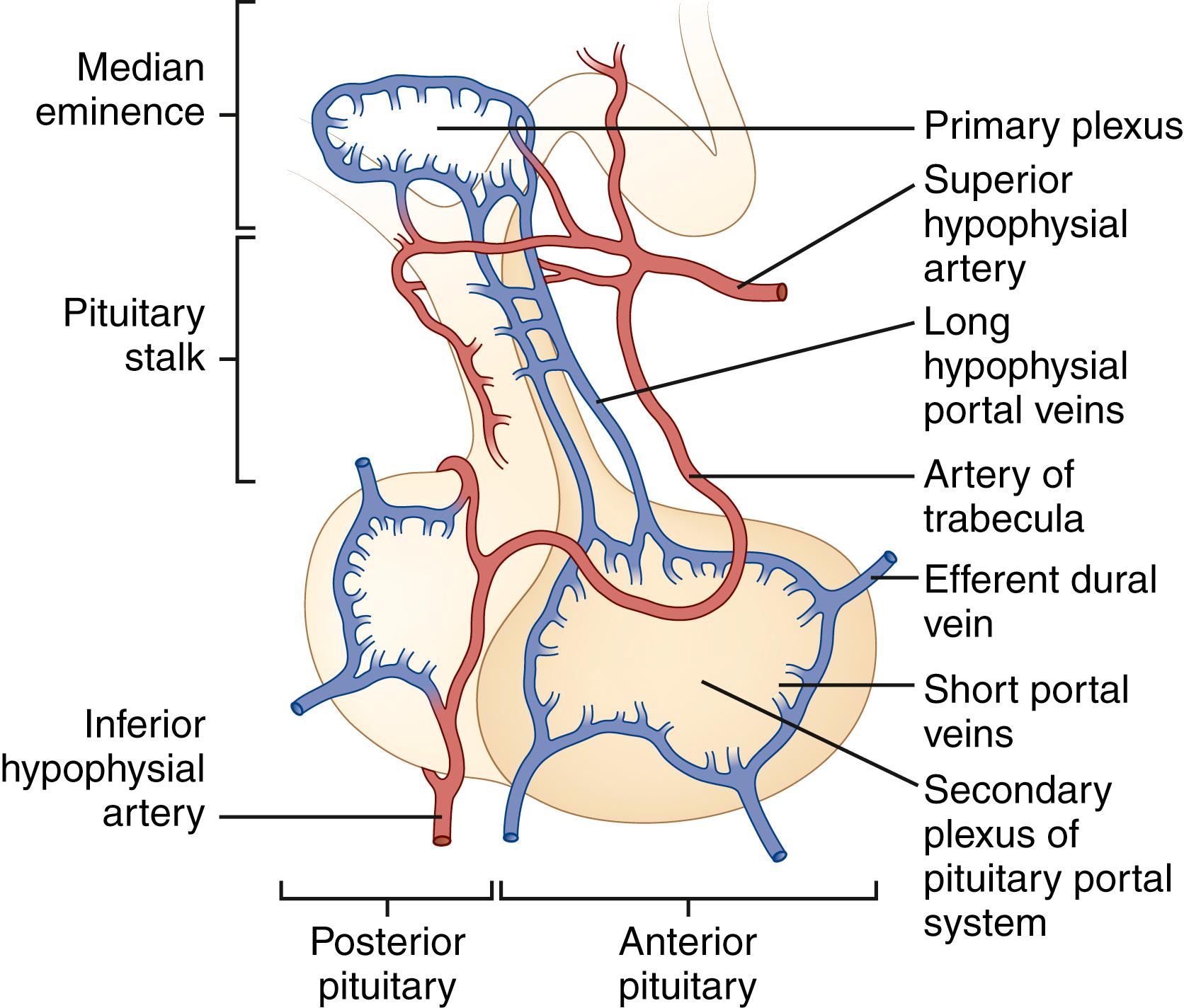 Fig. 50.4, Blood Supply of the Median Eminence and Pituitary Gland.