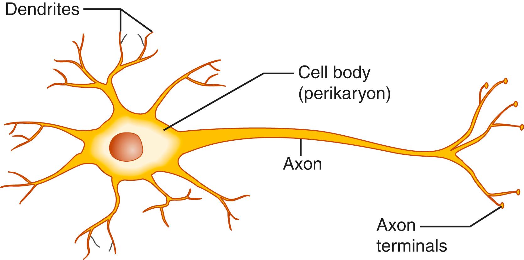 Fig. 1.1, Morphologic components of a neuron.