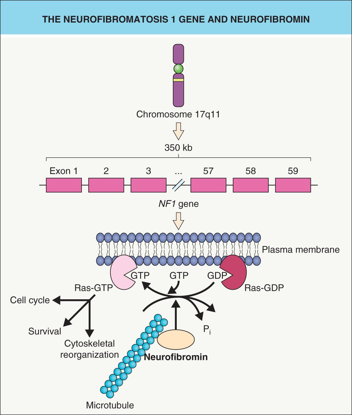 Fig. 61.1, The neurofibromatosis 1 gene and neurofibromin.