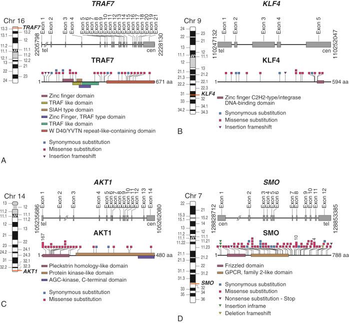 FIGURE 14-1, Mutations of genes in sporadic meningioma.