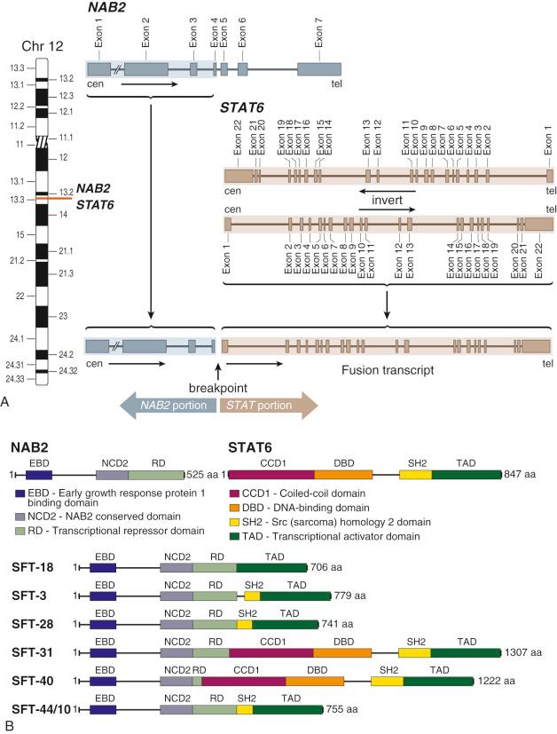 FIGURE 14-15, Molecular structure of NAB2-STAT6 fusion gene and its chimeric protein in solitary fibrous tumor.