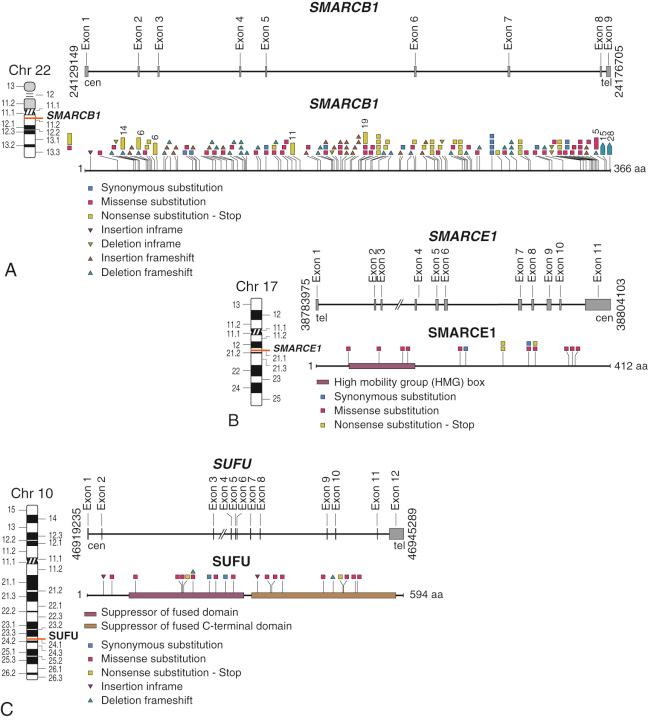 FIGURE 14-2, Mutations of genes in familial meningioma.