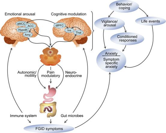 Fig. 18.1, The brain-gut axis. Affective and cognitive processes in higher brain centers respond to both external (e.g., stress) and internal (e.g., symptoms and sensations) stimuli and influence the periphery via neural and hormonal pathways, impacting pain transmission, gastrointestinal function, and the gastrointestinal microbiota. These processes in turn serve to maintain and exacerbate symptoms. ACC , anterior cingulate gyrus; aMCC , anterior mid-cingulate gyrus; Amy , amygdala; dlPFC , dorsolateral prefrontal cortex; hypoth , hypothalamus; ins , insula; Thal , thalamus.