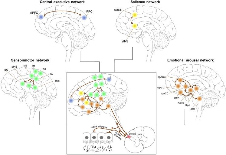 Fig. 18.2, Key brain networks in FGIDs. Based on functional and structural neuroimaging studies in IBS and FD, these four brain networks have emerged as those with the most frequently observed differences from healthy control subjects. Abbreviations: aINS , anterior insula; aMCC , anterior midcingulate cortex; Amyg , amygdala; BG , basal ganglia; dlPFC , dorsolateral prefrontal cortex; Hipp , hippocampus; LCC , locus coeruleus complex; M1 , primary motor cortex; M2 , supplementary motor cortex; mPFC , medial prefrontal cortex; OFC , orbitofrontal cortex; pgACC , pregenual anterior cingulate cortex; pINS , posteria insula; PPC , posterior parietal cortex; sgACC , subgenual anterior cingulate cortex; Thal , thalamus; vlPFC , ventrolateral prefrontal cortex.