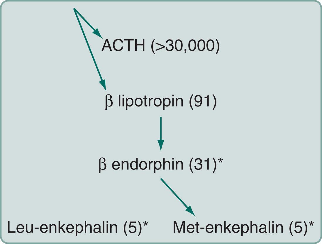 Fig. 14.2, Endogenous opioids are synthesized and secreted, along with adrenocorticotropin (ACTH), from the pituitary gland in times of stress or acute pain. A large precursor molecule (not pictured) gives rise to ACTH and β-lipotropin, which are often released together. β-lipotropin gives rise to β-endorphin and met-enkephalin, but another precursor gives rise to leu-enkephalin. (The asterisks denote the important endogenous opioids, and the numbers within parentheses denote the number of amino acids in the polypeptide chains.)