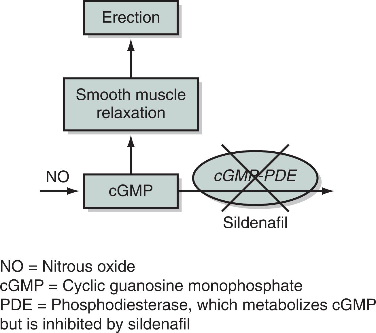 Fig. 16.4, As its mechanism of action, sildenafil inhibits cGMP-phosphodiesterase (cGMP-PDE). The resulting increase in cyclic guanylate cyclase monophosphate (cGMP) leads to smooth muscle relaxation, which promotes vascular congestion in the penis and thus an erection.