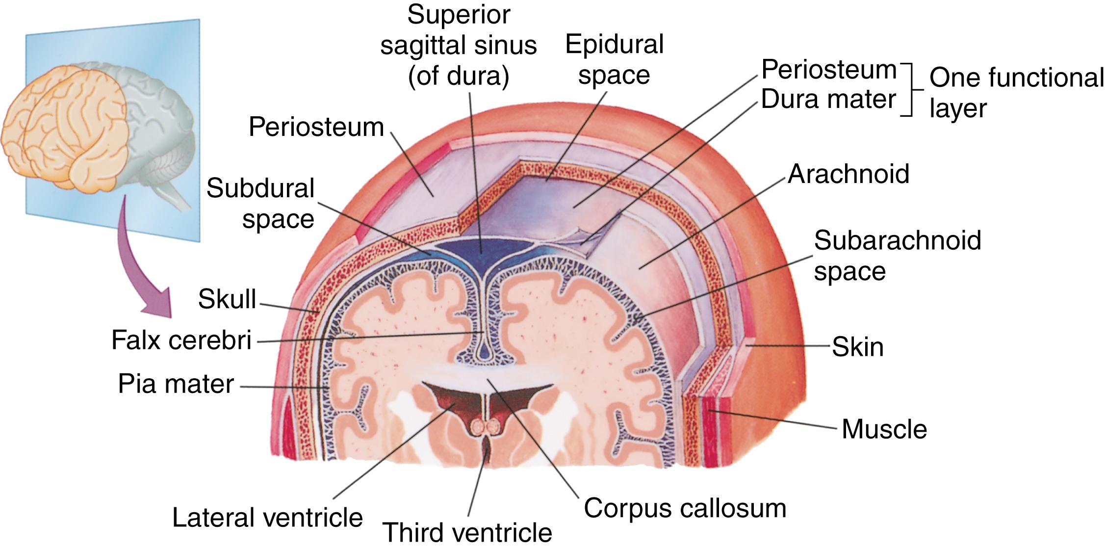 Fig. 23.1, Frontal section of the superior portion of the head as viewed from the front.