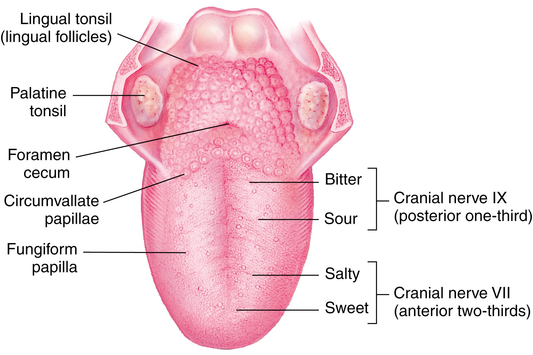 Fig. 23.12, Location of the taste bud regions tested for the sensory function of the facial and glossopharyngeal cranial nerves.