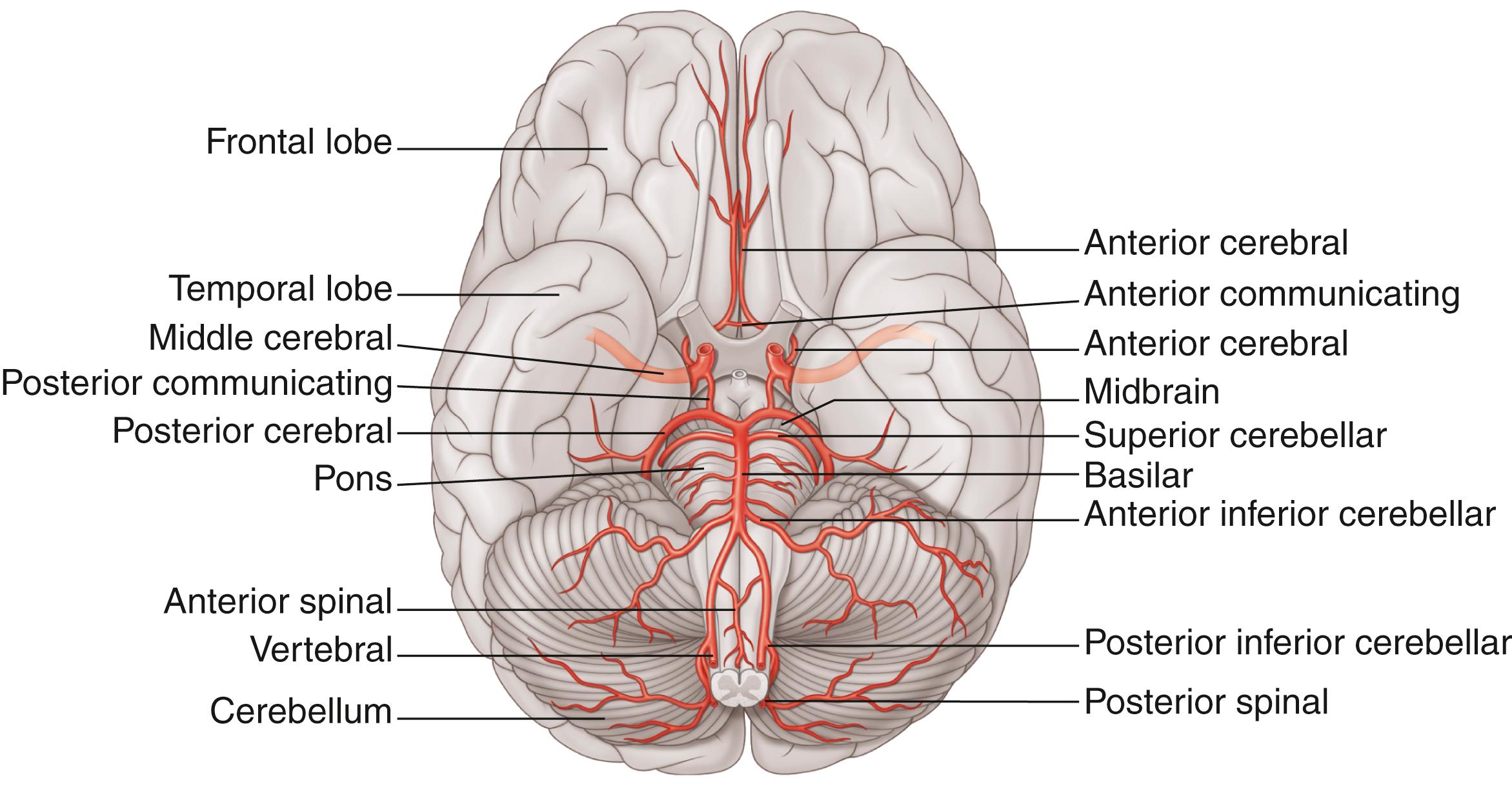 Fig. 23.2, Arterial blood supply to the brain.