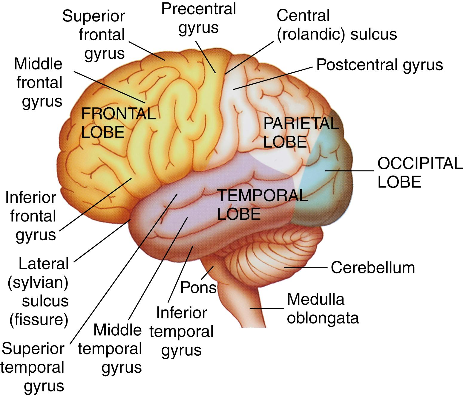 Fig. 23.3, Lobes and principal fissures of the cerebral cortex, cerebellum, and brainstem (left hemisphere, lateral view).