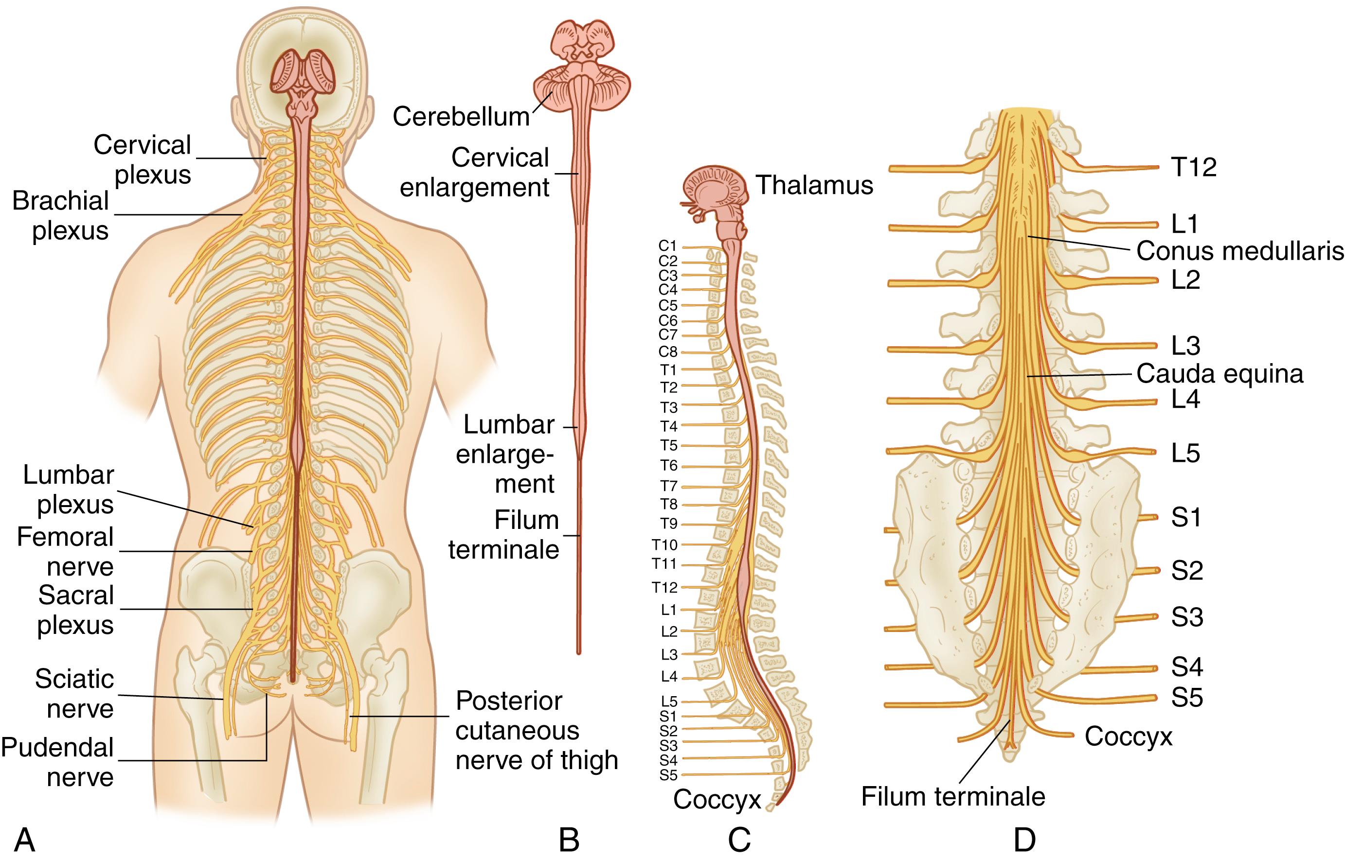 Fig. 23.5, Location of exiting spinal nerves in relation to the vertebrae.