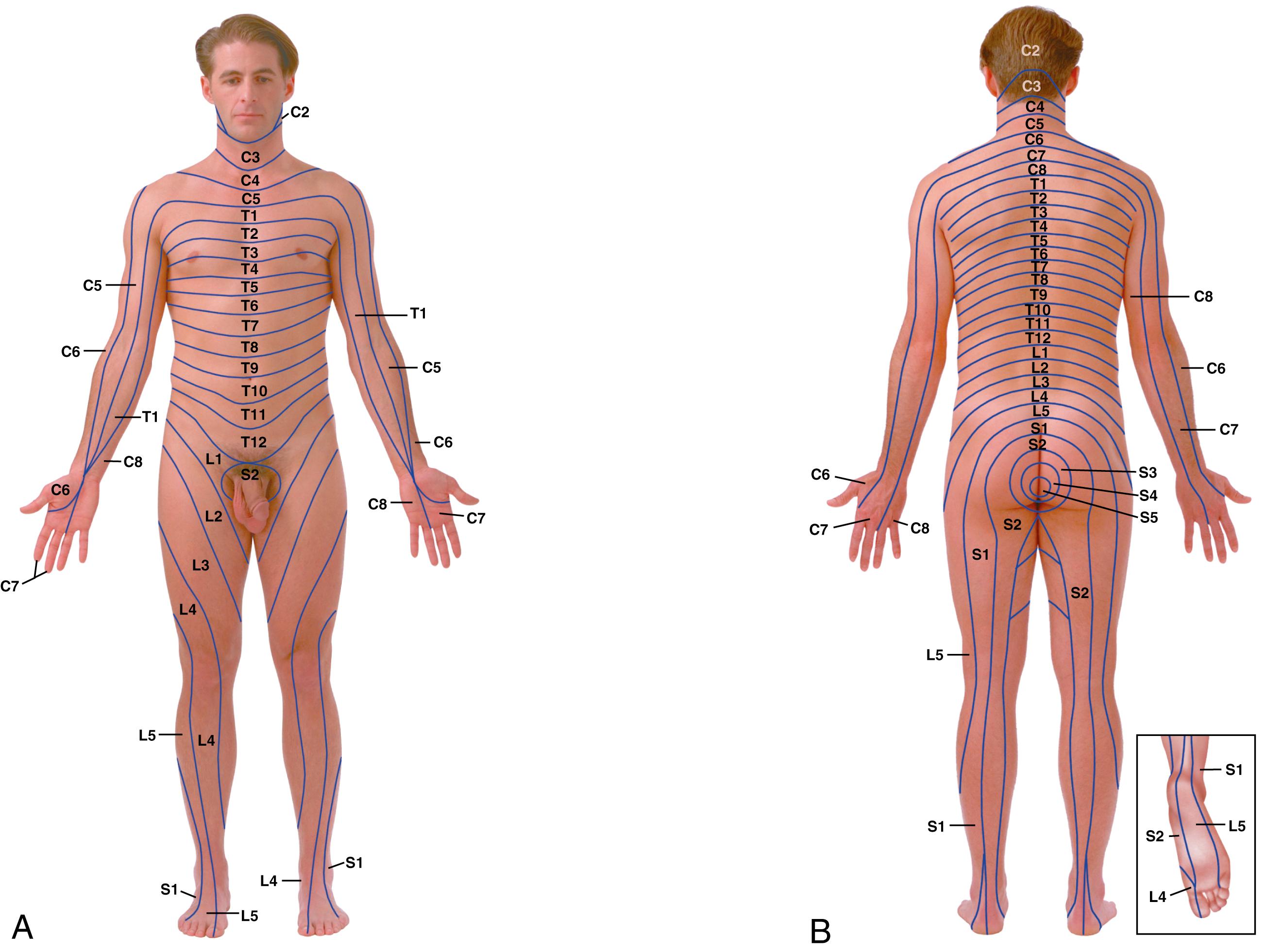 Fig. 23.6, Dermatomes of the body, the area of body surface innervated by particular spinal nerves; C1 usually has no cutaneous distribution.