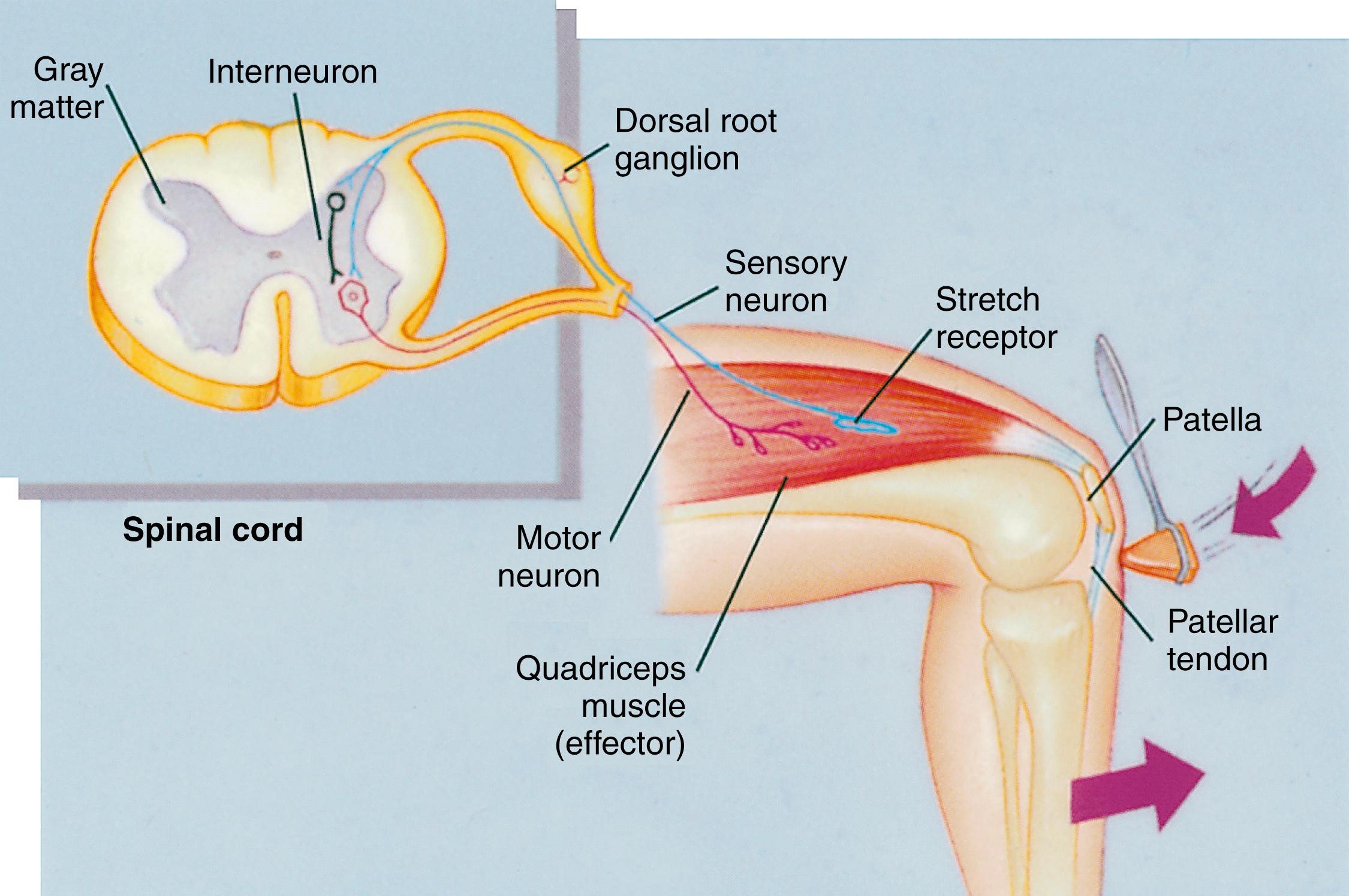 Fig. 23.7, Cross section of spinal cord showing simple reflex arc.