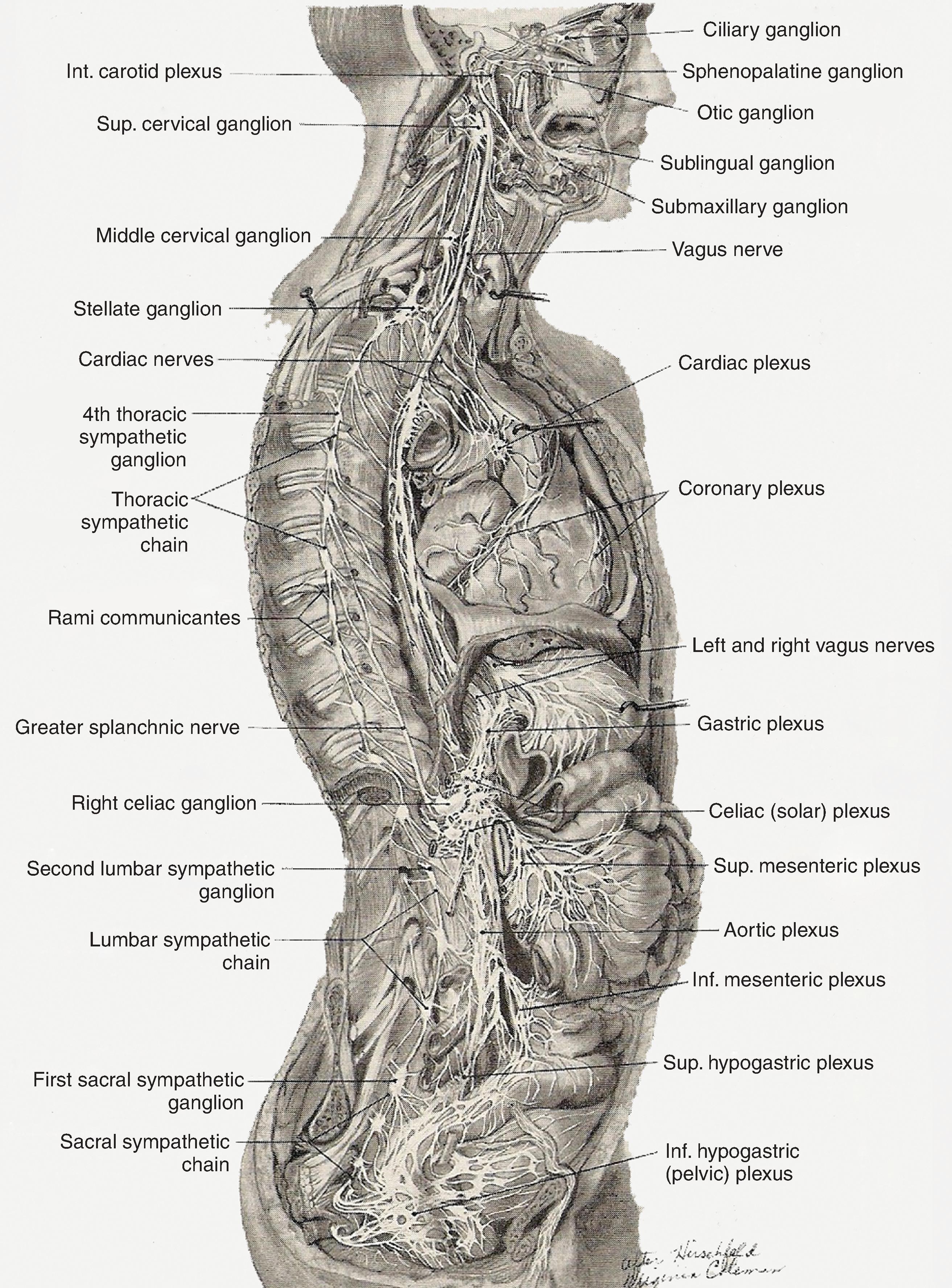 Figure 63.2, The peripheral autonomic nervous system. (From Bonica JJ. The Management of Pain . Philadelphia: Lea & Febiger; 1953.)