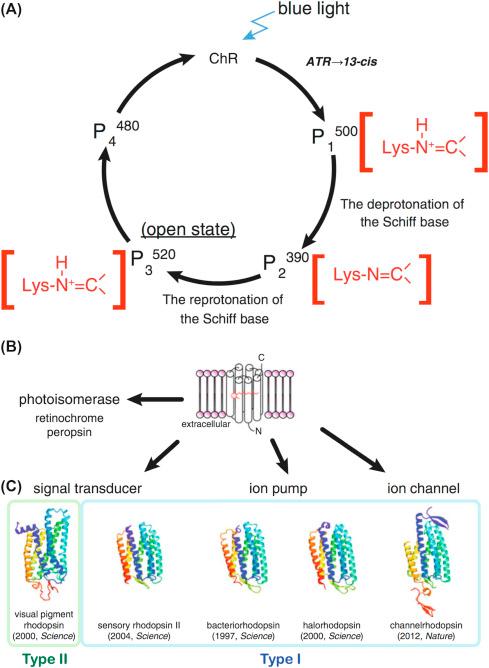 Figure 35.1, (A) A simplified photocycle of channelrhodopsin 2 (ChR2), showing the effect of blue light on the Schiff base that results in channel opening. (B) Schematic seven-transmembrane rhodopsin with retinal in place (red). (C) Broad categories of light-sensitive effectors include coupling of signaling molecules, such as G proteins, ion pumps, and ion channels.