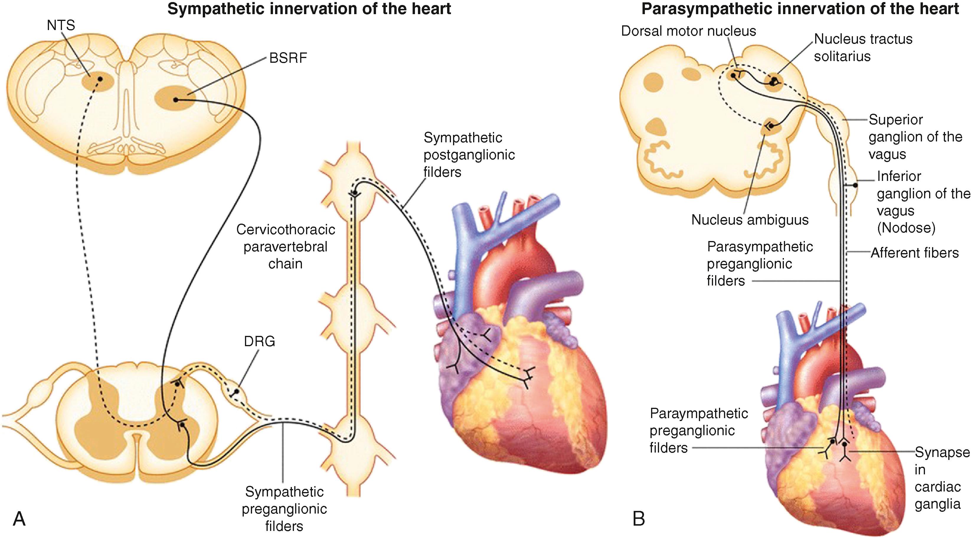 Fig. 137.1, Sympathetic and parasympathetic cardiac innervation.