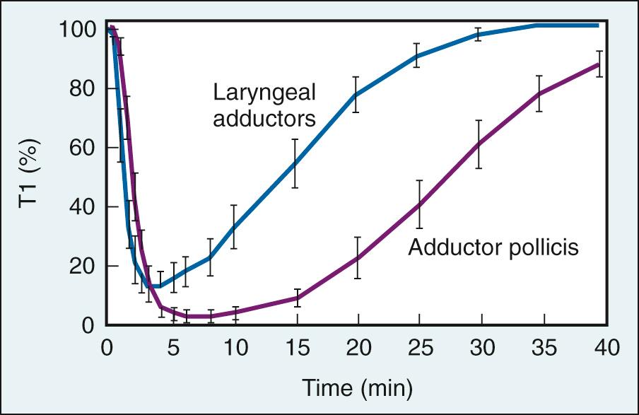 Fig. 22.1, Onset of and recovery from vecuronium-induced neuromuscular block (0.07 mg/kg) at the larynx and the adductor pollicis. The larynx is relatively resistant to neuromuscular blockade.