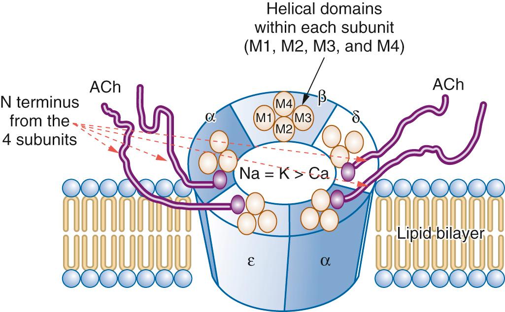 Fig. 22.3, Schematic representation of the pentameric nicotinic acetylcoline receptor spanning the lipid bilayer. The acetylcholine binding sites are located at the interface of the α-ε and α-δ subunits. Each subunit contains 4 domains (M1–4) that span the lipid bilayer. Influx of Na+ is the same as efflux of K+, which is greater than the influx of Ca+. Ach, Acetylcholine; Ca, Ca+; K, K+; Na, Na+.