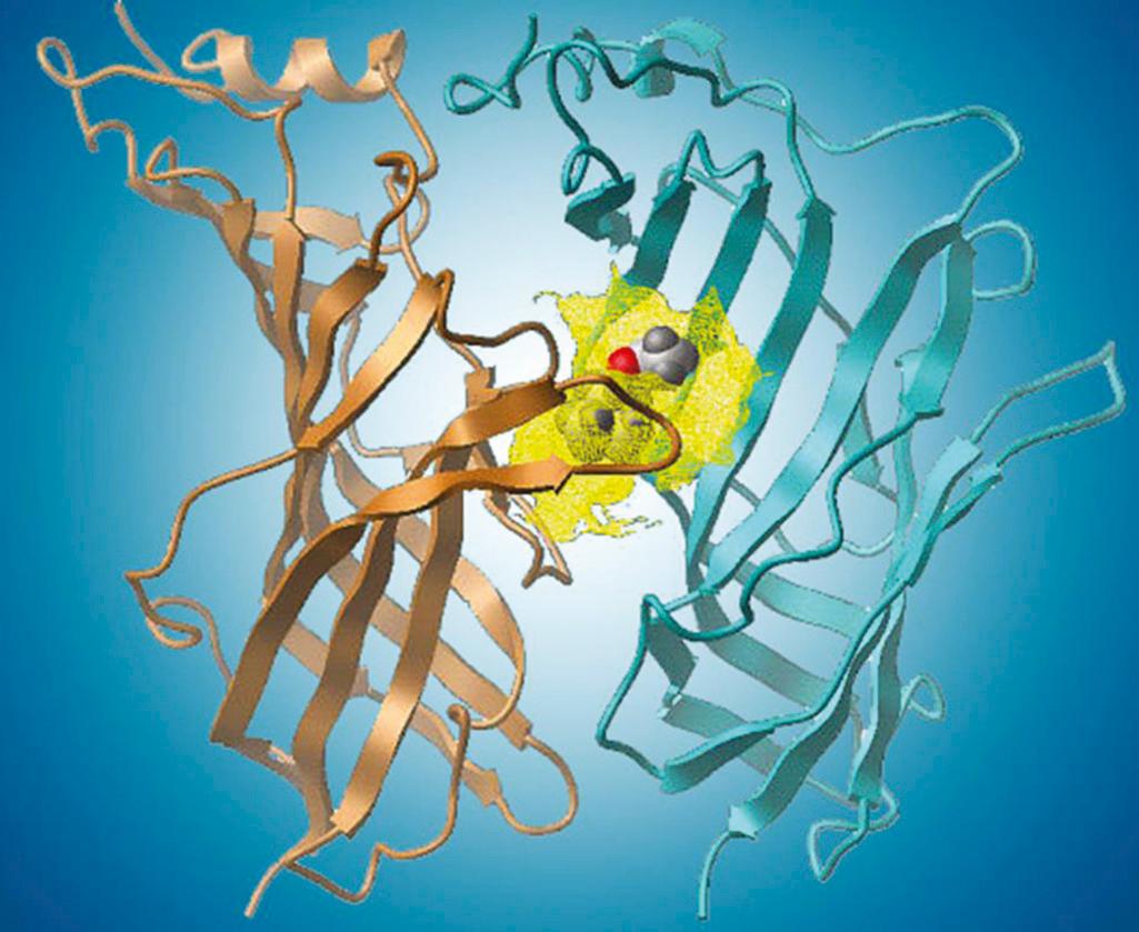 Fig. 22.4, A structural model of the interface of the acetylcholine binding site in human muscle nicotinic acetylcholine receptor. Each binding site in the acetylcholine receptor has different affinities for neuromuscular blocking agents.