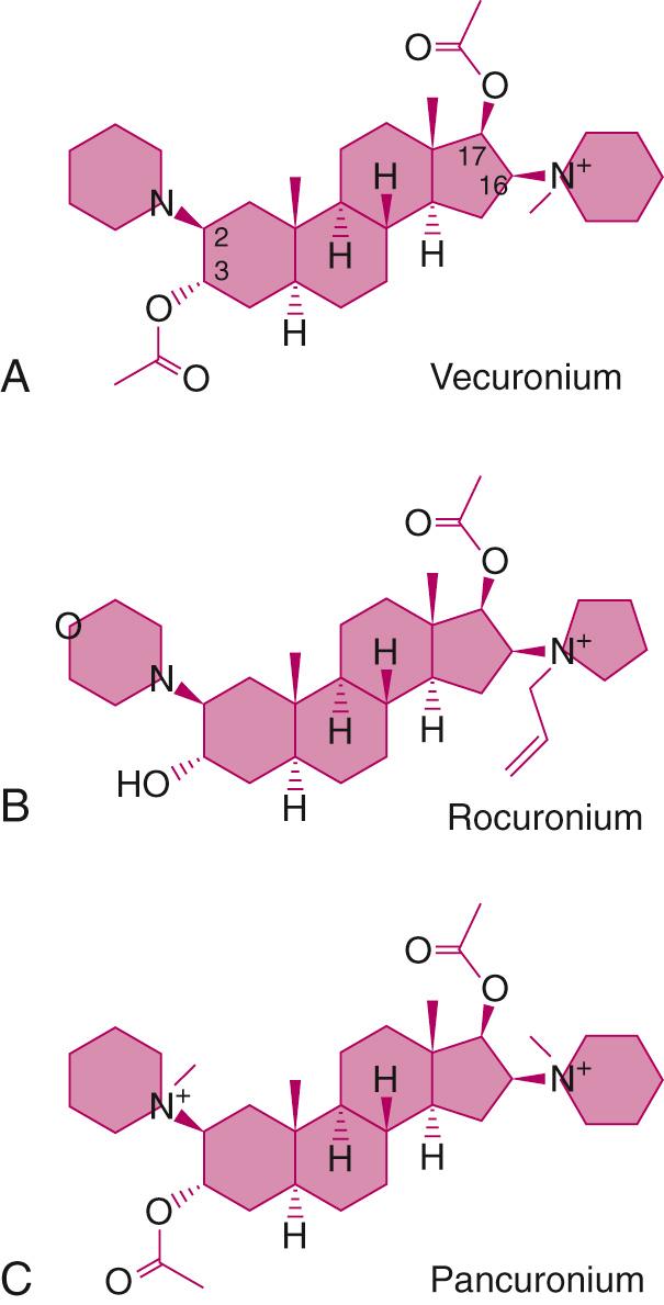 Fig. 22.6, The chemical structures of vecuronium, rocuronium, and pancuronium. The acetyl ester in the steroid nucleus of vecuronium is absent in rocuronium. Changing the substitution at positions 2 and 16 likely contributes to the more rapid onset of block of rocuronium. 68 69 Replacement of the methyl group at the quaternary nitrogen with a larger allyl group contributes to a decrease in potency. 68 70 71 .