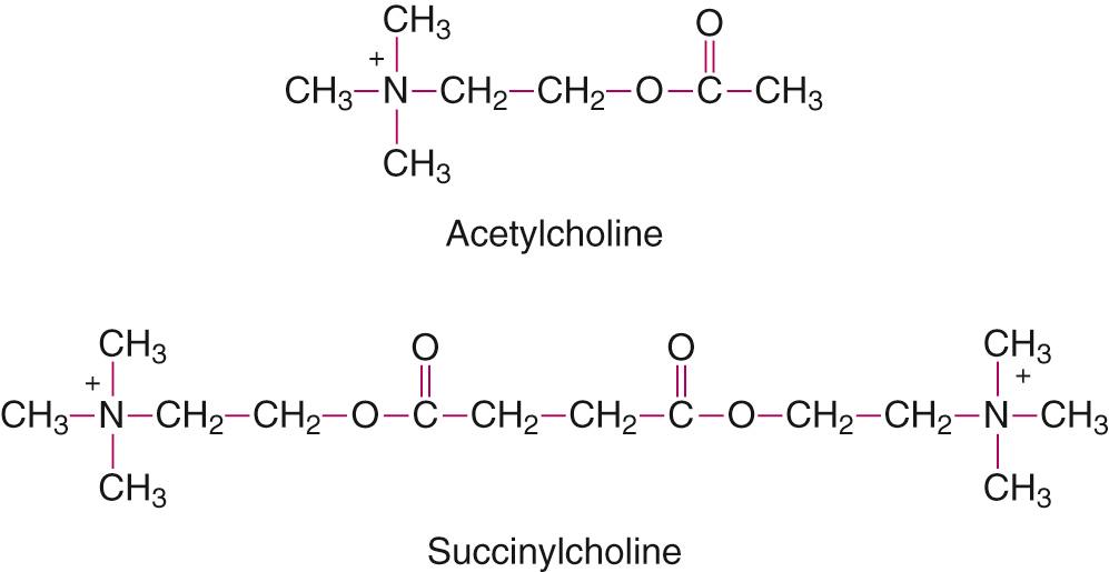 Fig. 22.7, The chemical structure of succinylcholine. It is comprised of 2 molecules of acetylcholine groups bound together at their acetate methyl groups.